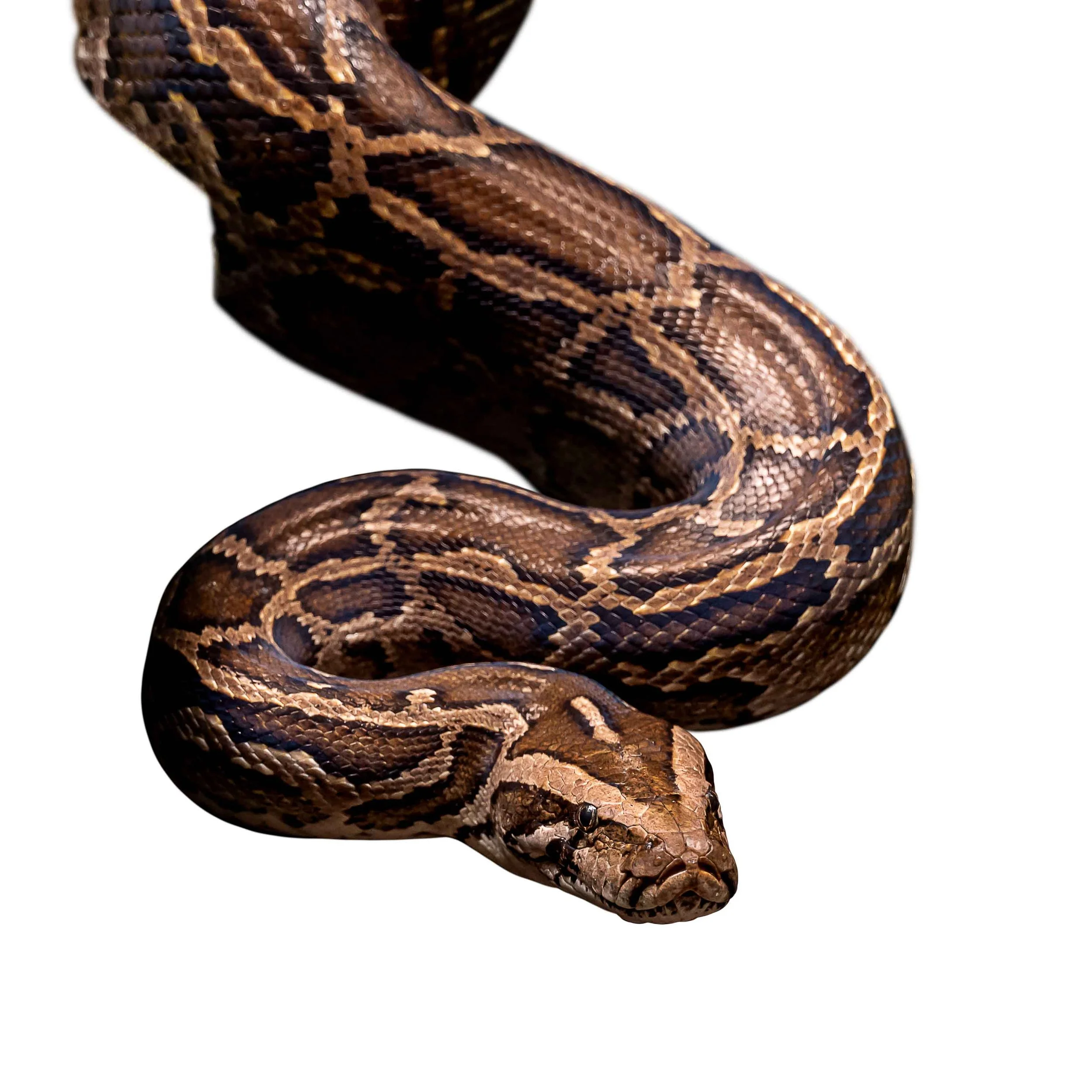 PYTHON - BURMESE