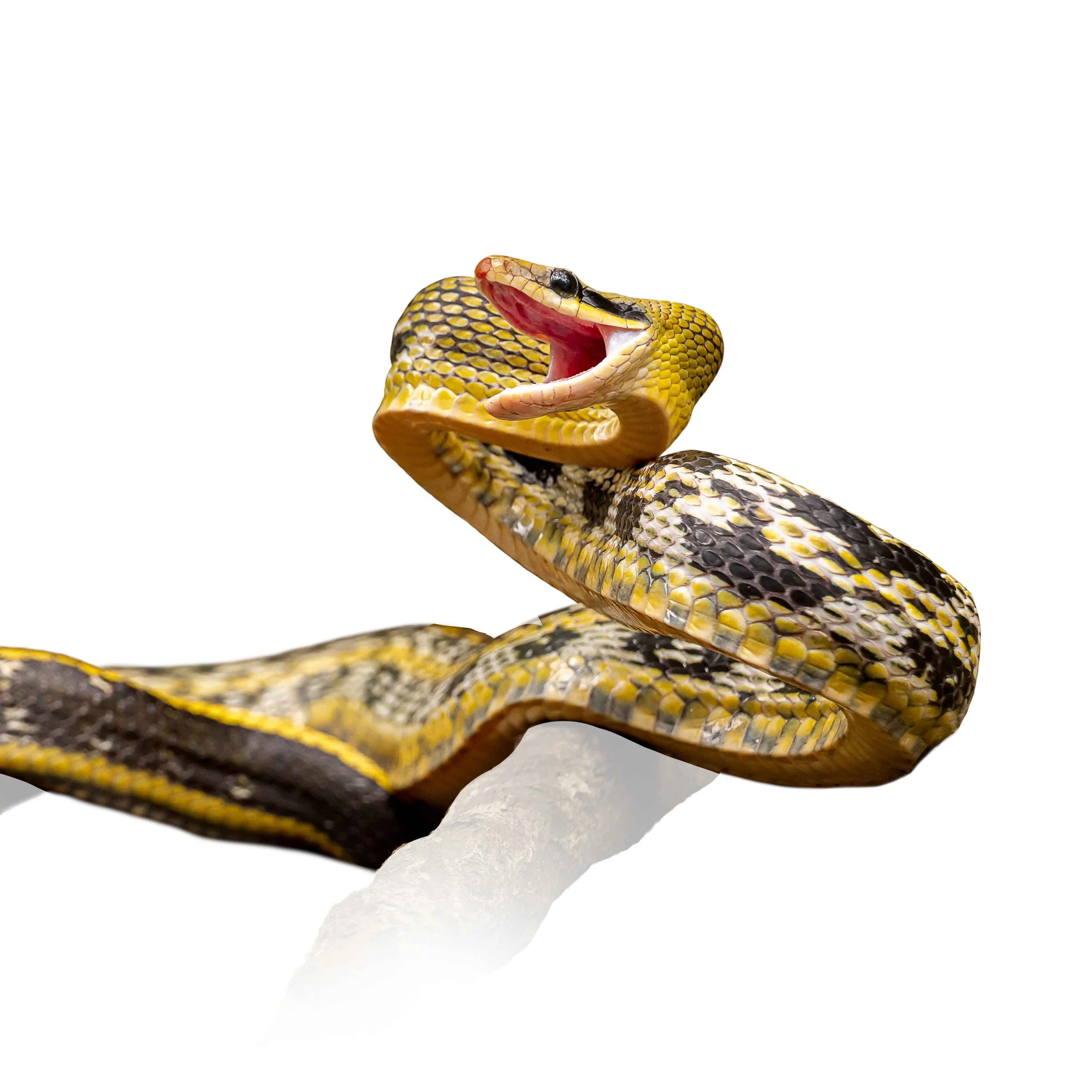 RAT SNAKE - BEAUTY