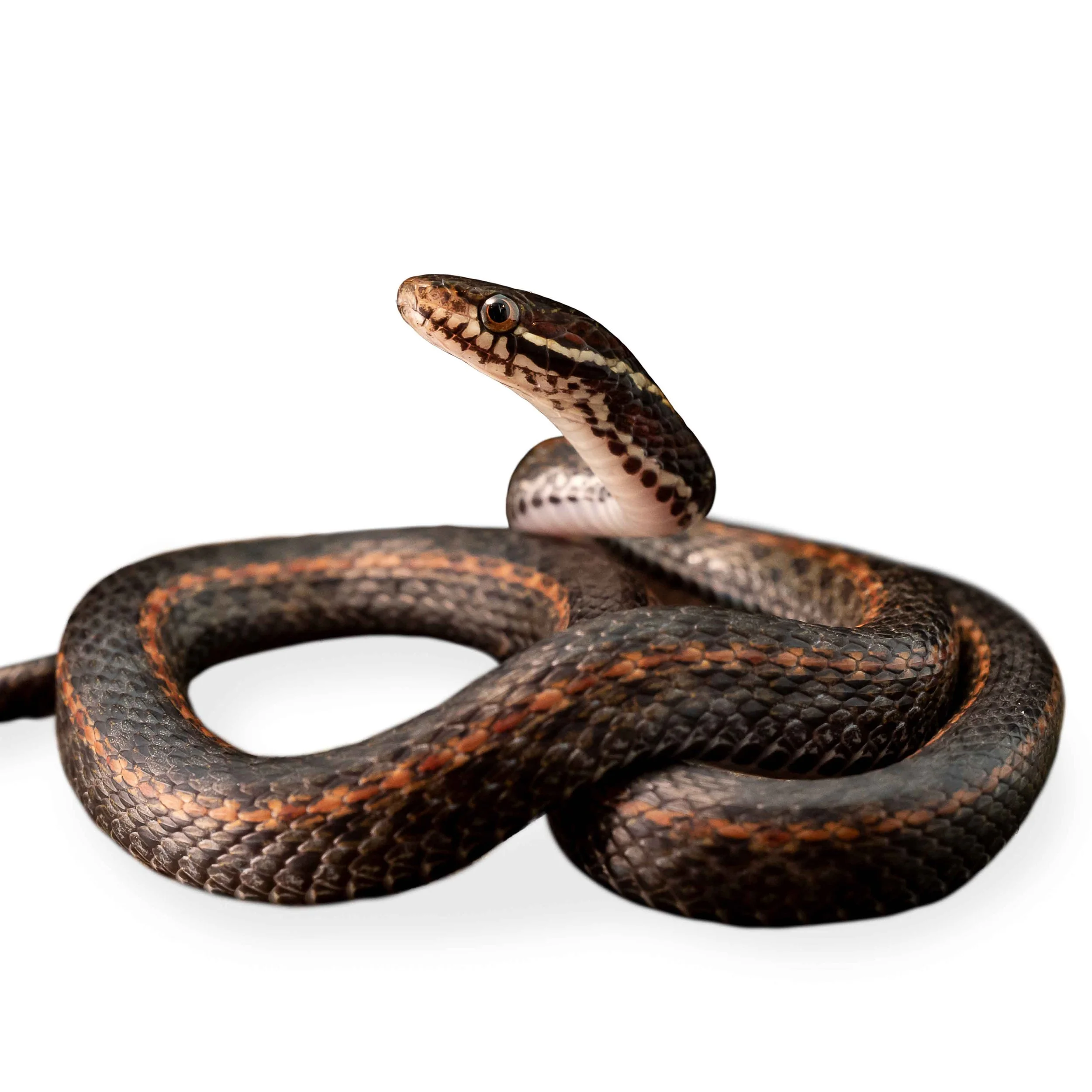 KEELBACK - WHITE-BROWED