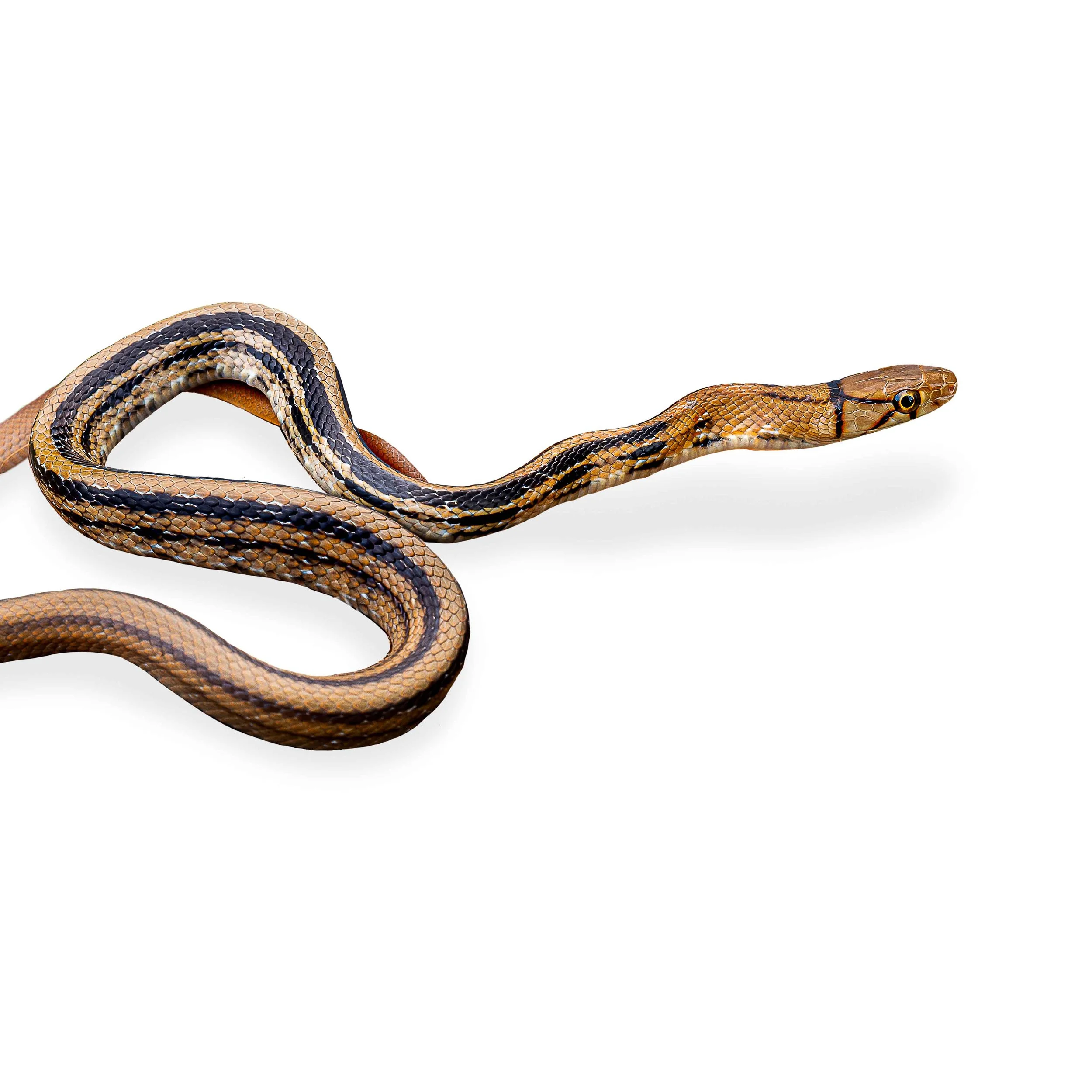 RACER - COPPERHEAD