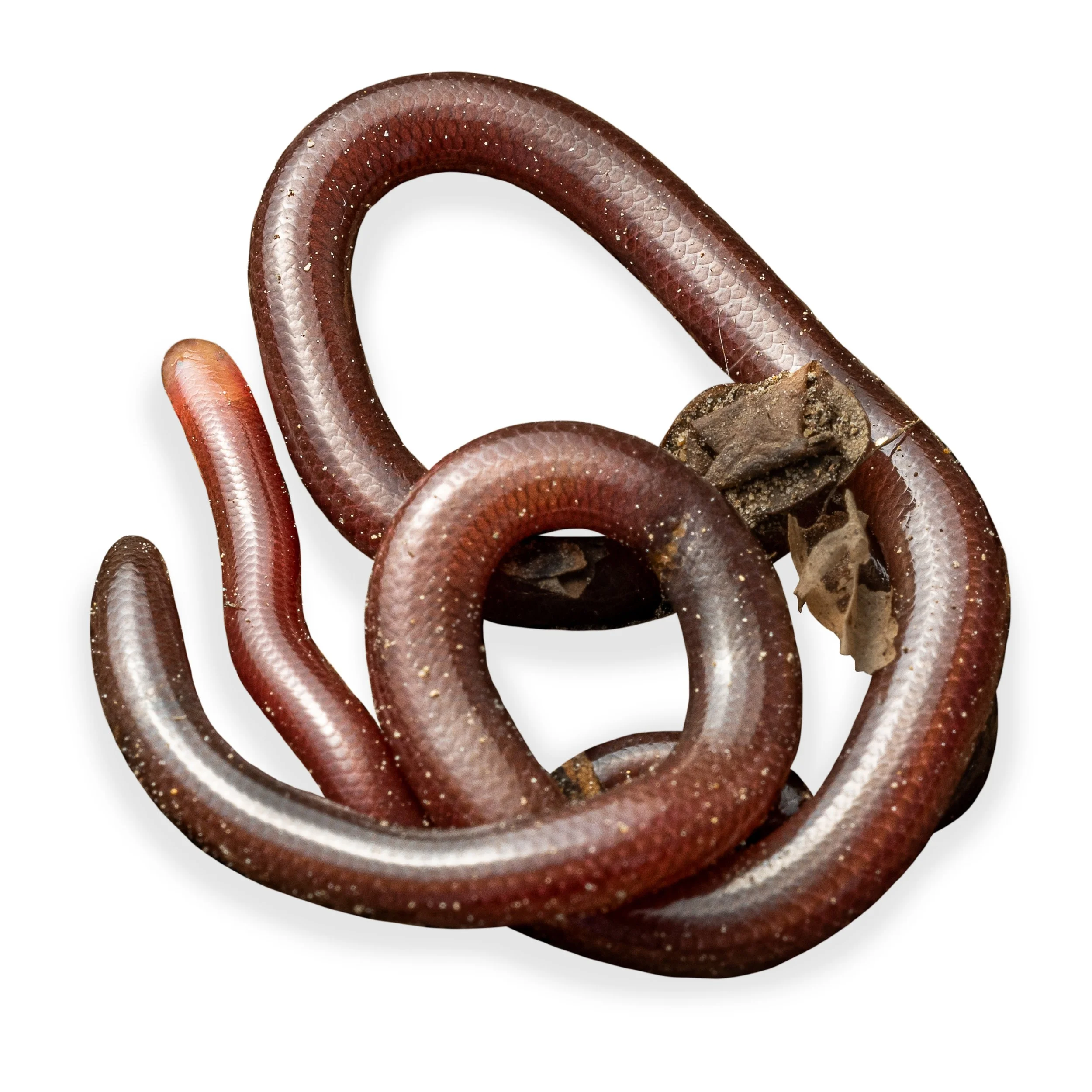 BLIND SNAKE - WHITE-HEADED