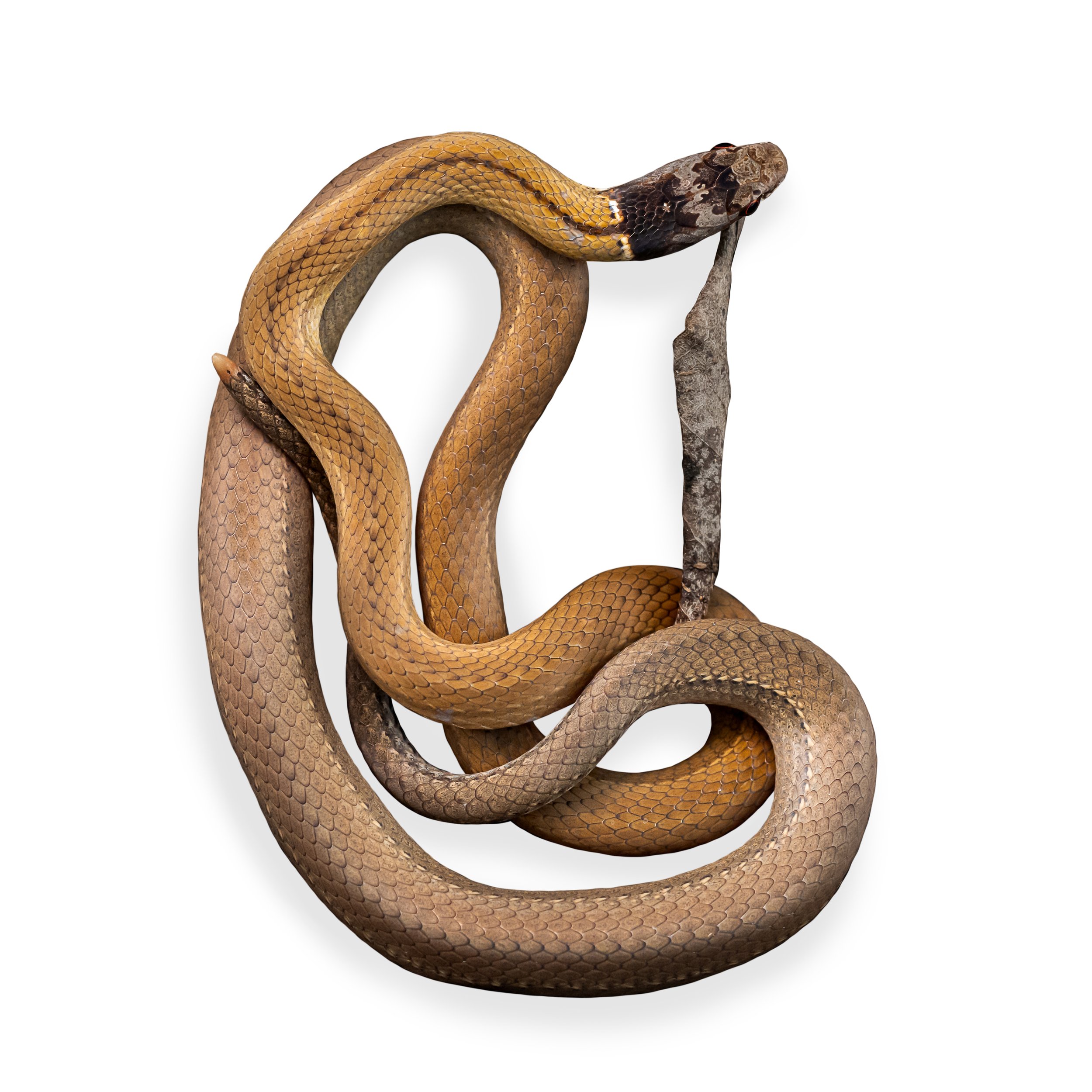 CHINESE MOUNTAIN SNAKE