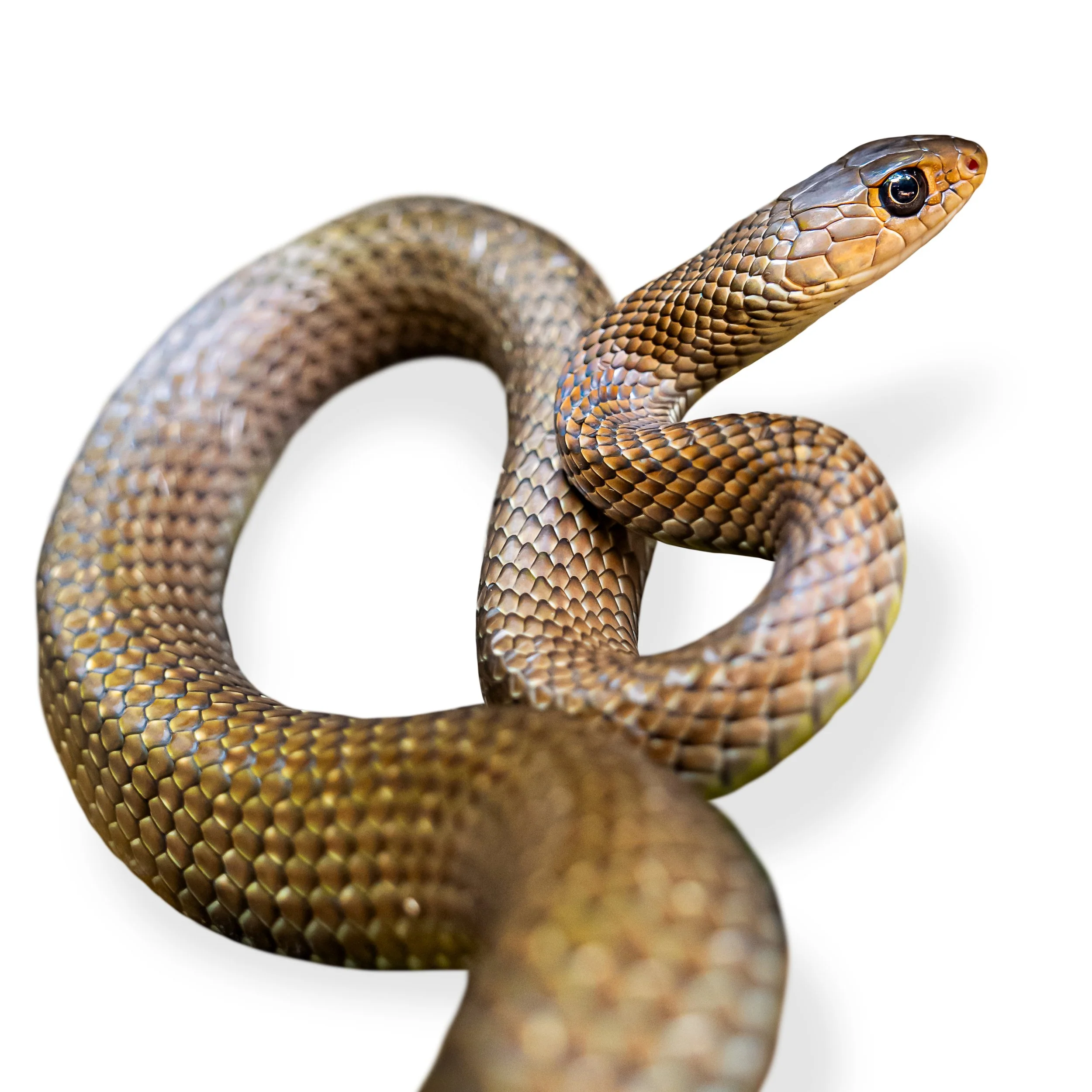 RAT SNAKE - INDO-CHINESE