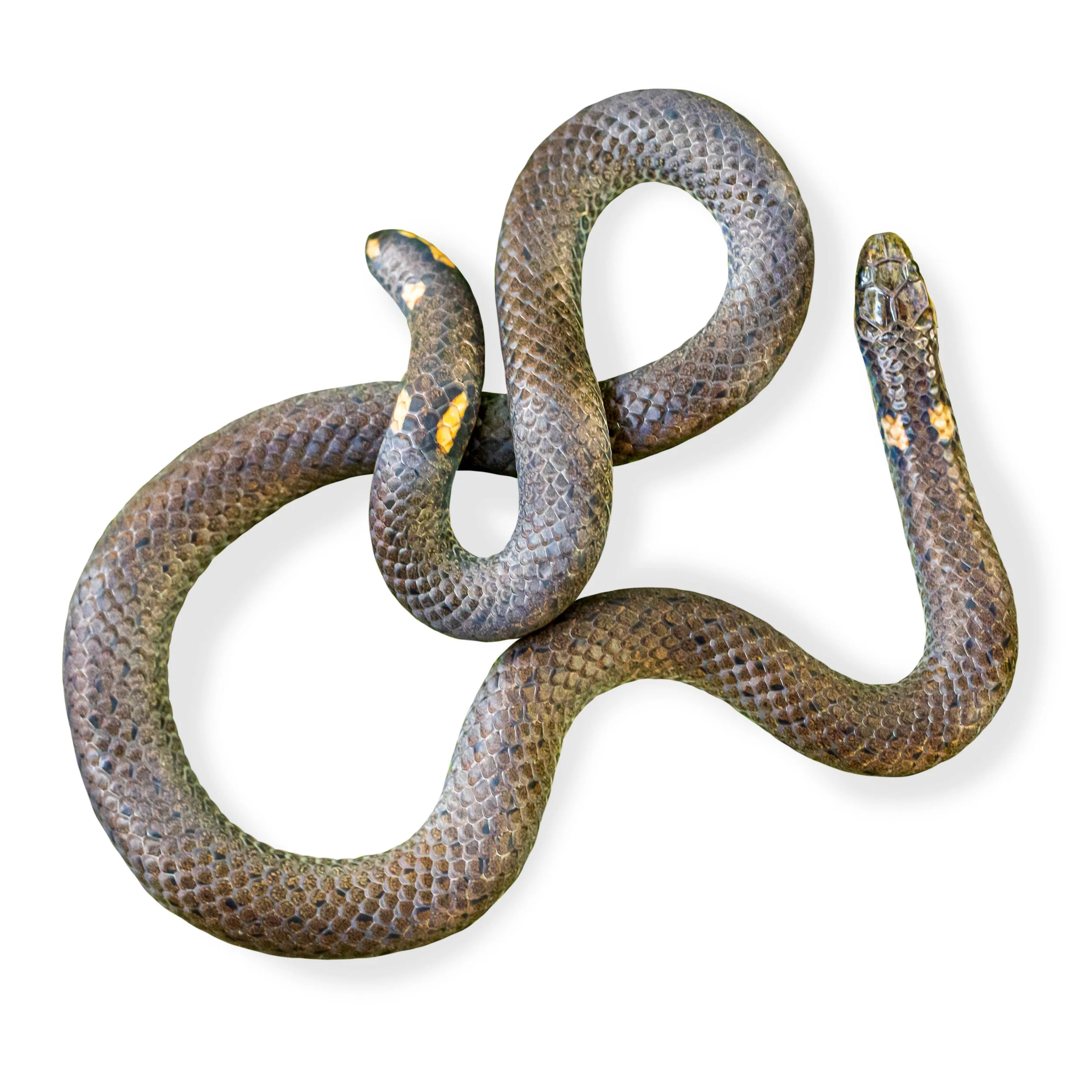 NORTHERN REED SNAKE