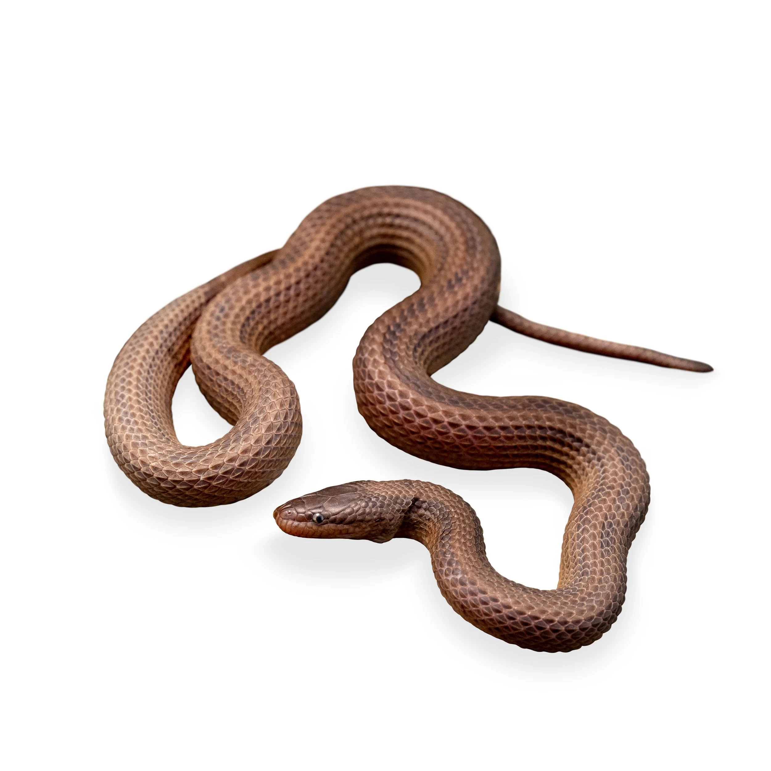 STREAM SNAKE - STRIPED