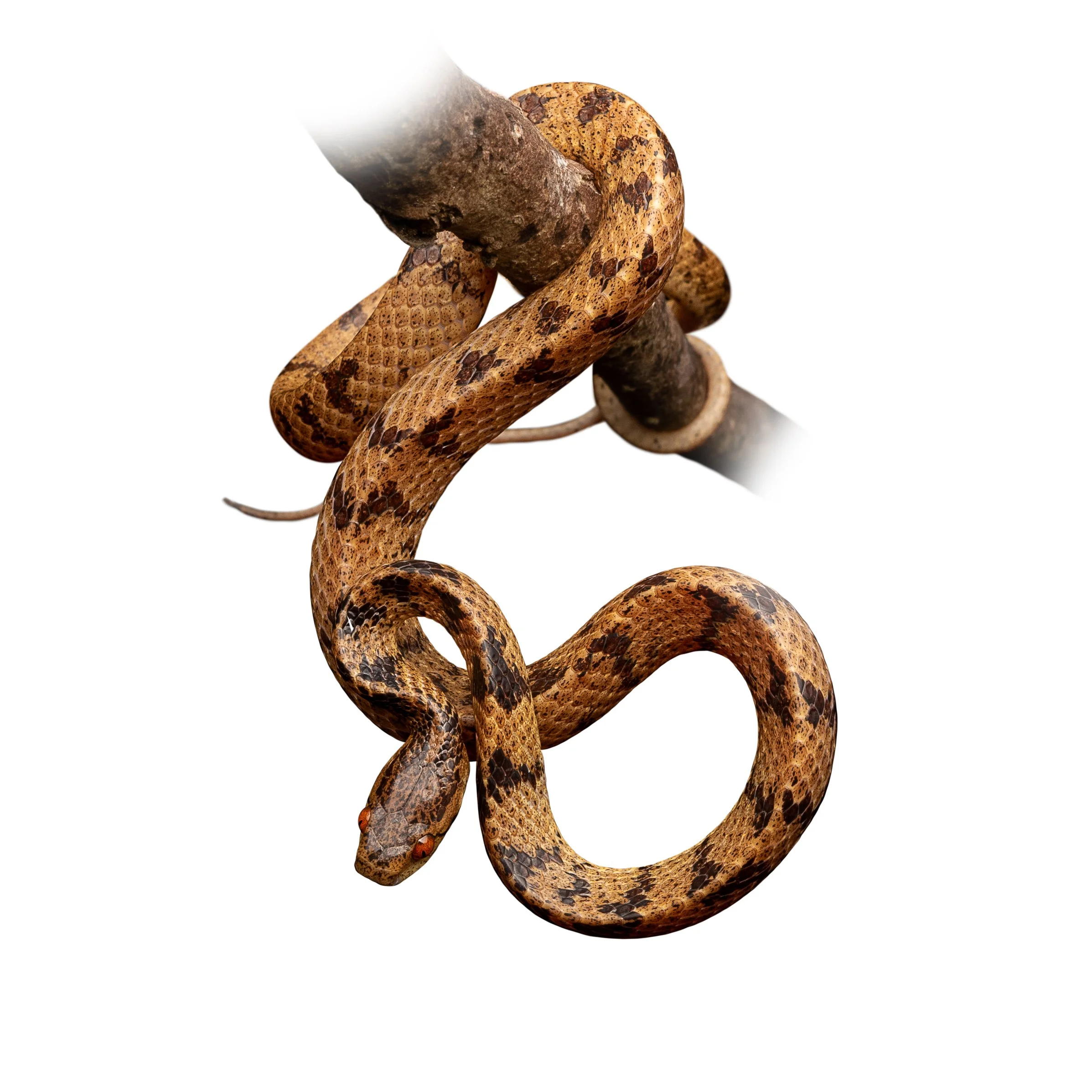 SLUG SNAKE - CHINESE