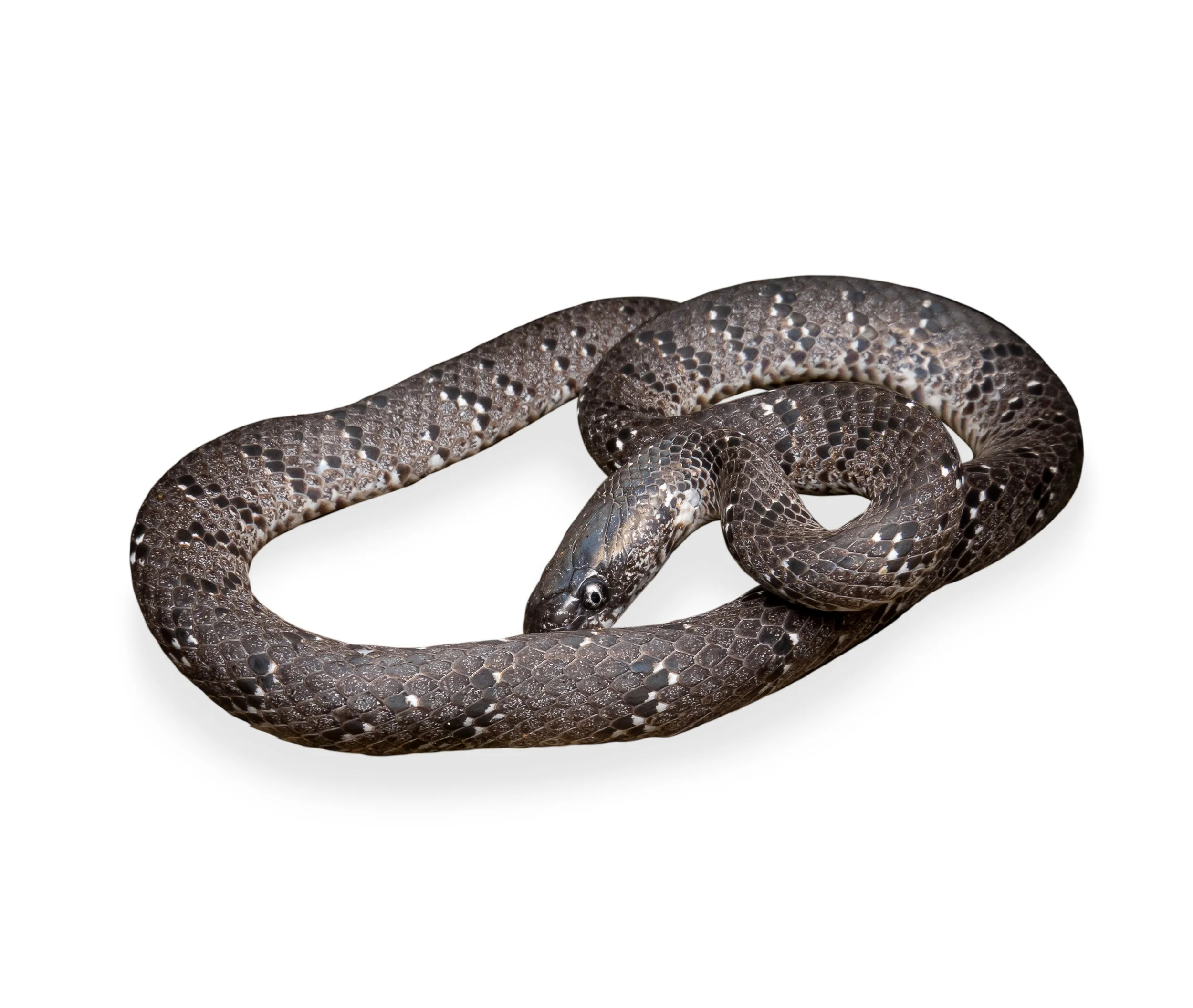 SLUG SNAKE - WHITE-SPOTTED