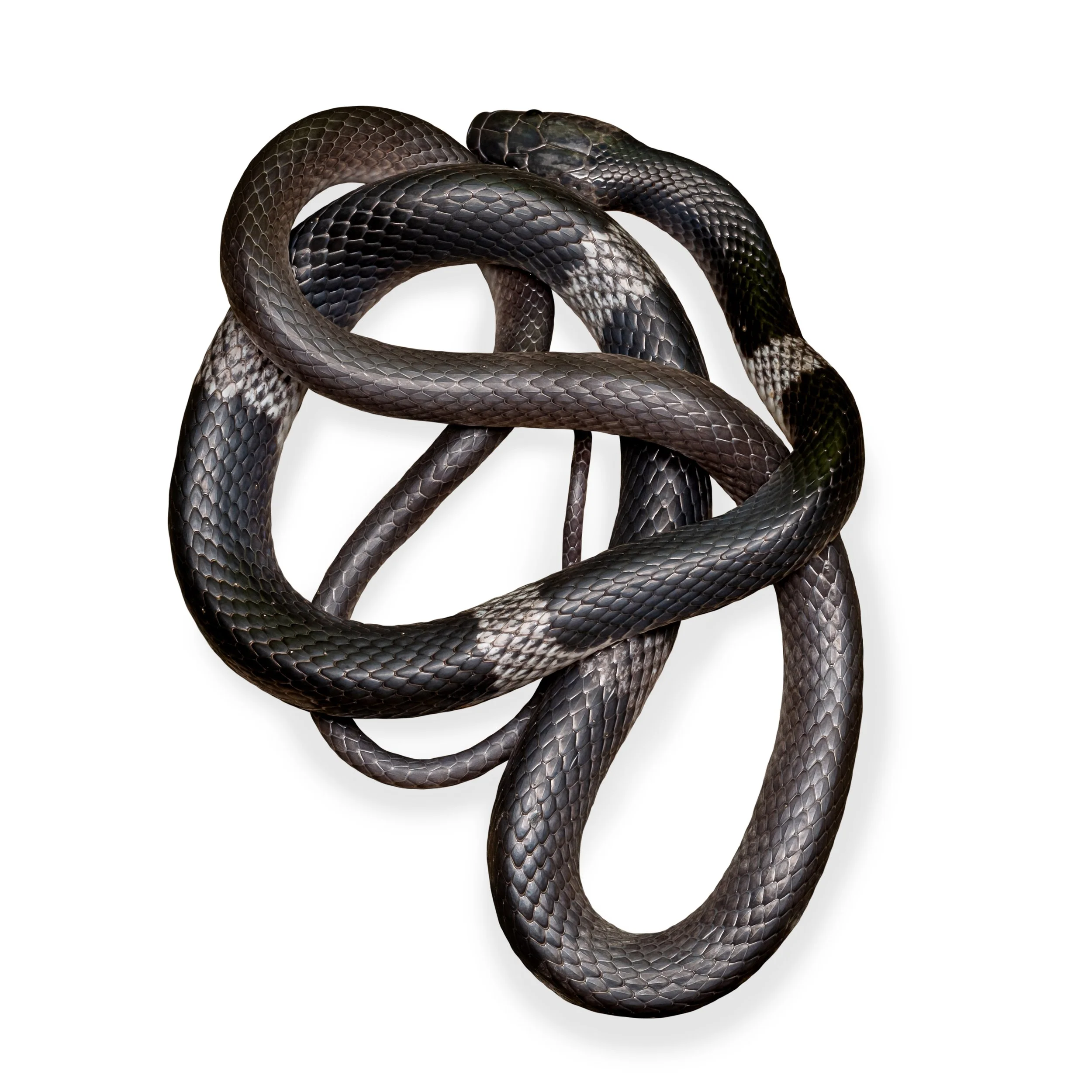 WOLF SNAKE - BANDED