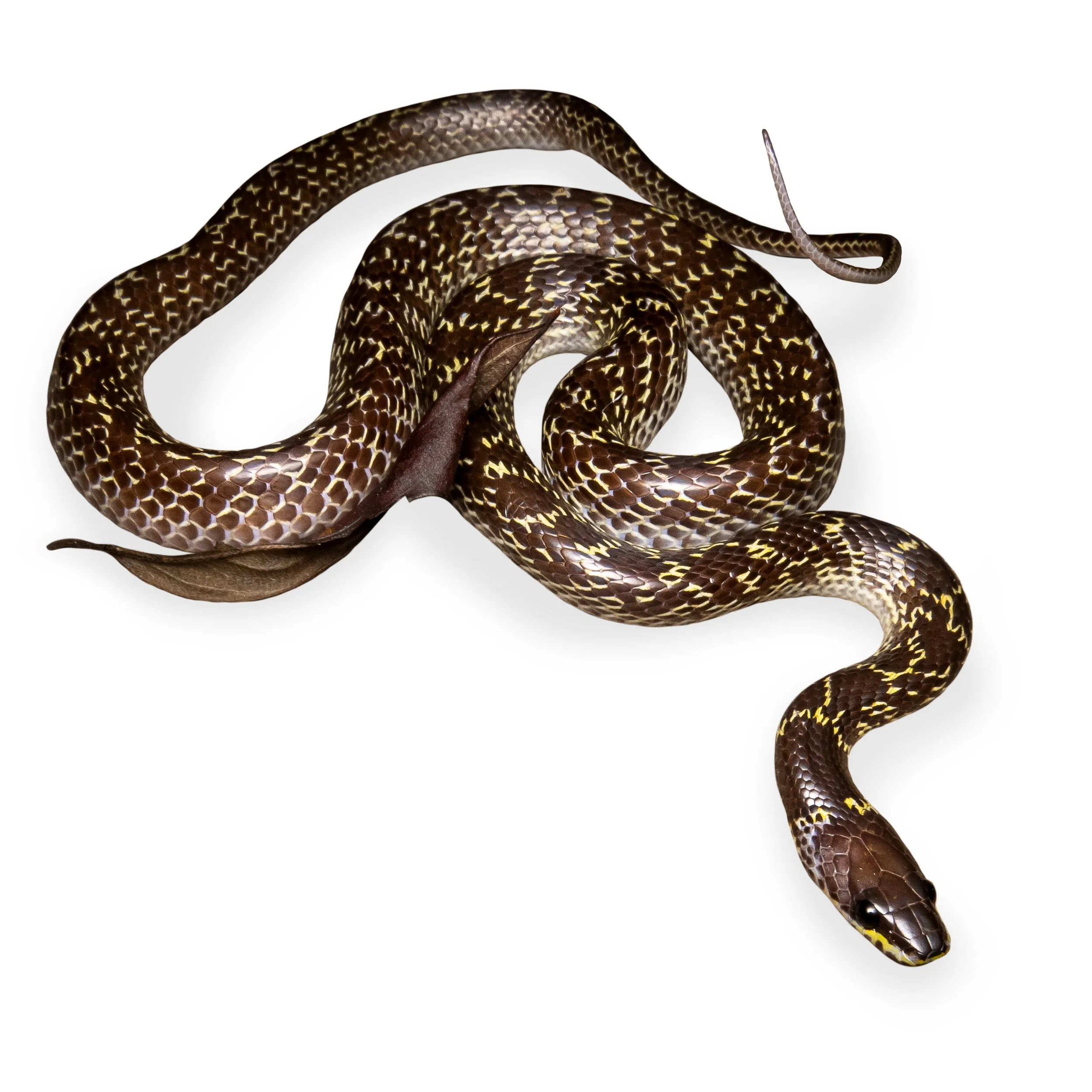 WOLF SNAKE - COMMON