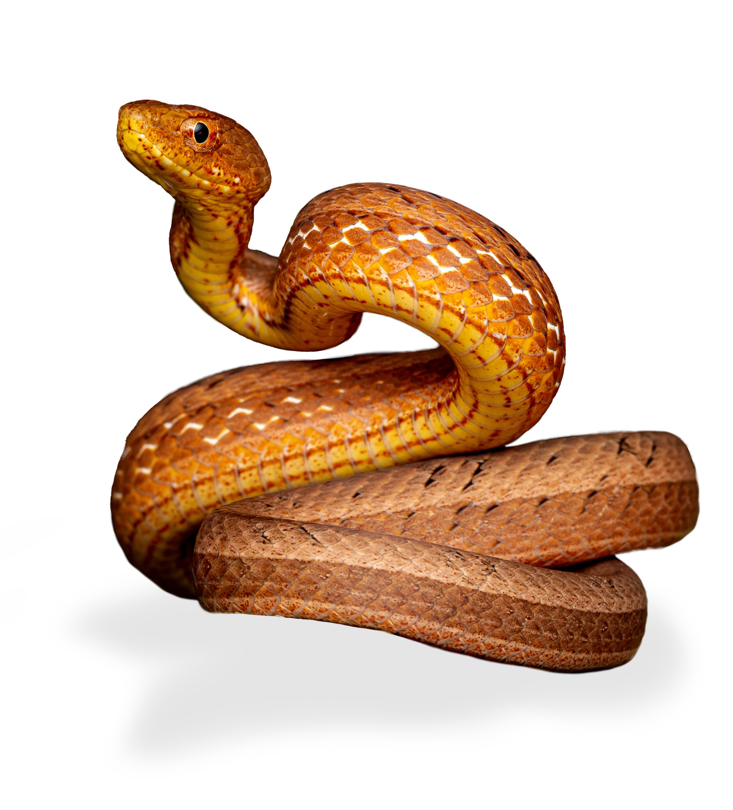 SNAKES