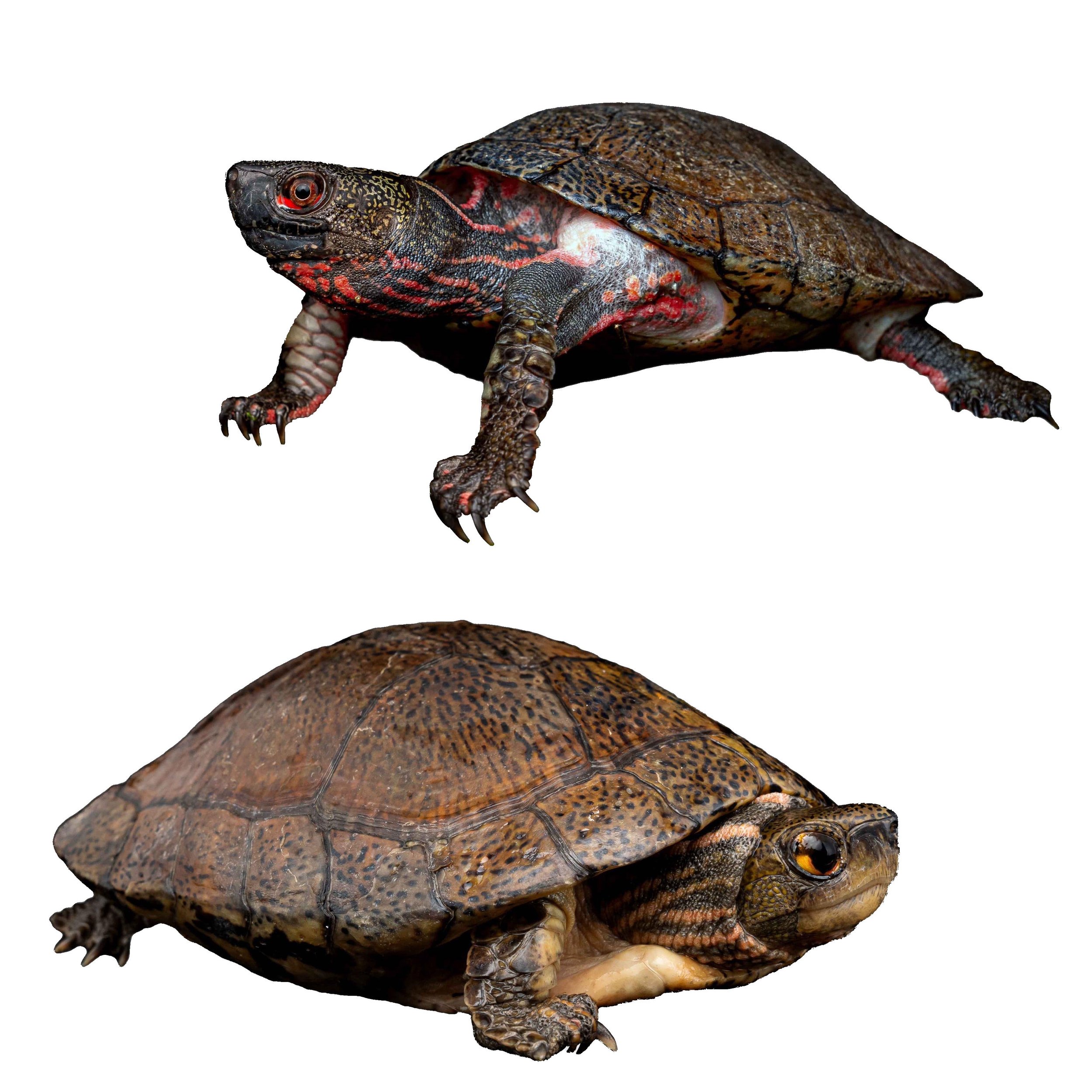 BEAL'S FOUR-EYED TURTLE