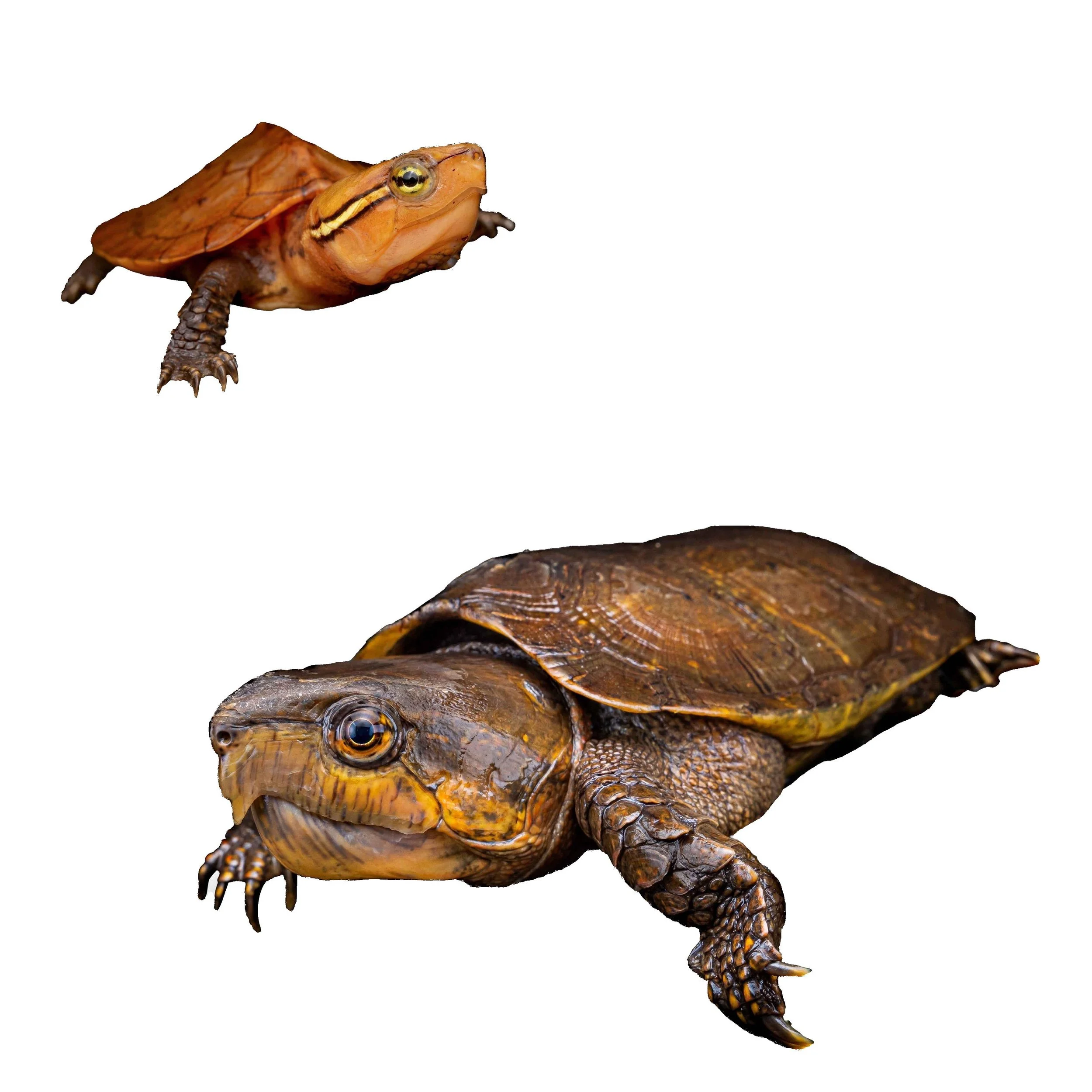BIG-HEADED TURTLE