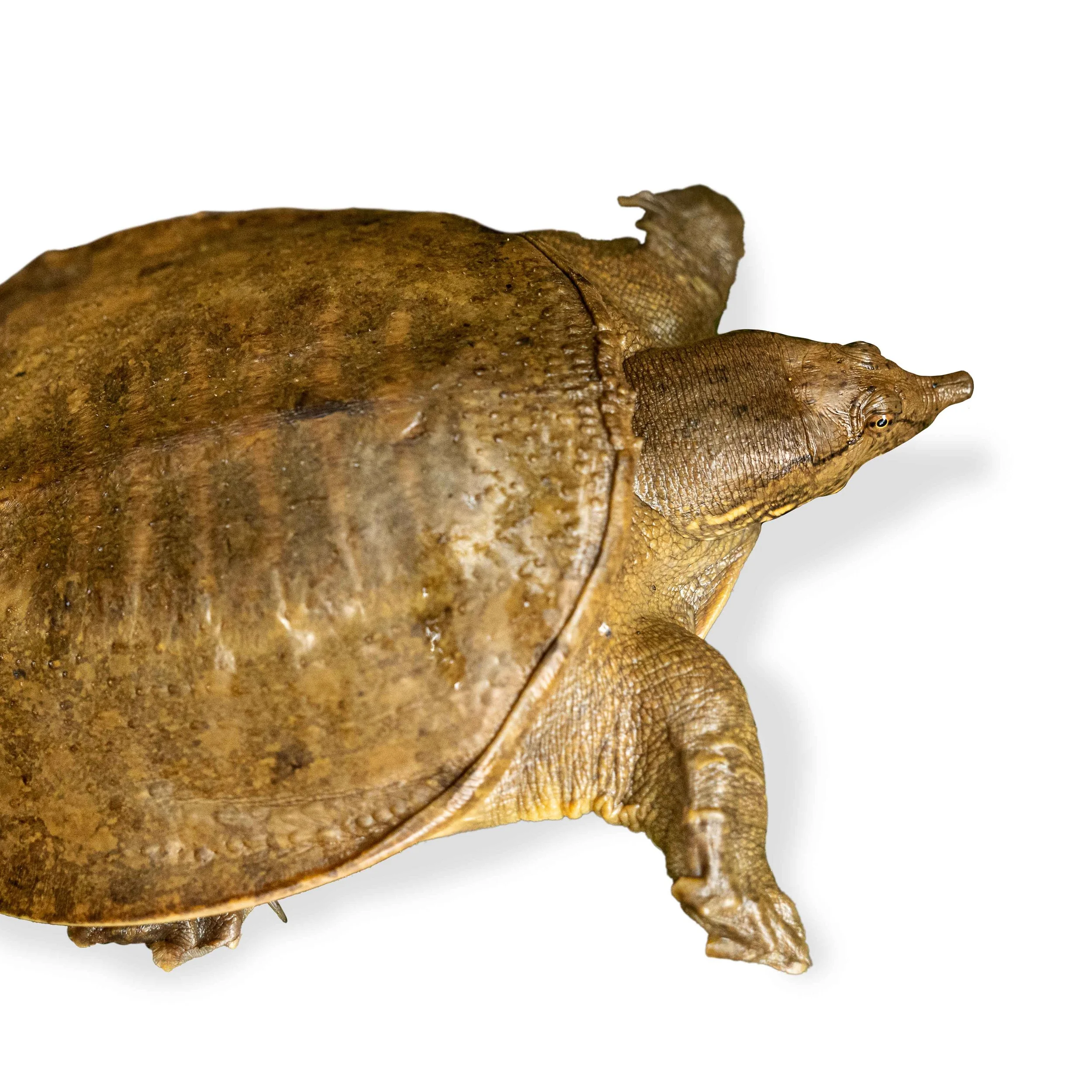 CHINESE SOFTSHELL TURTLE