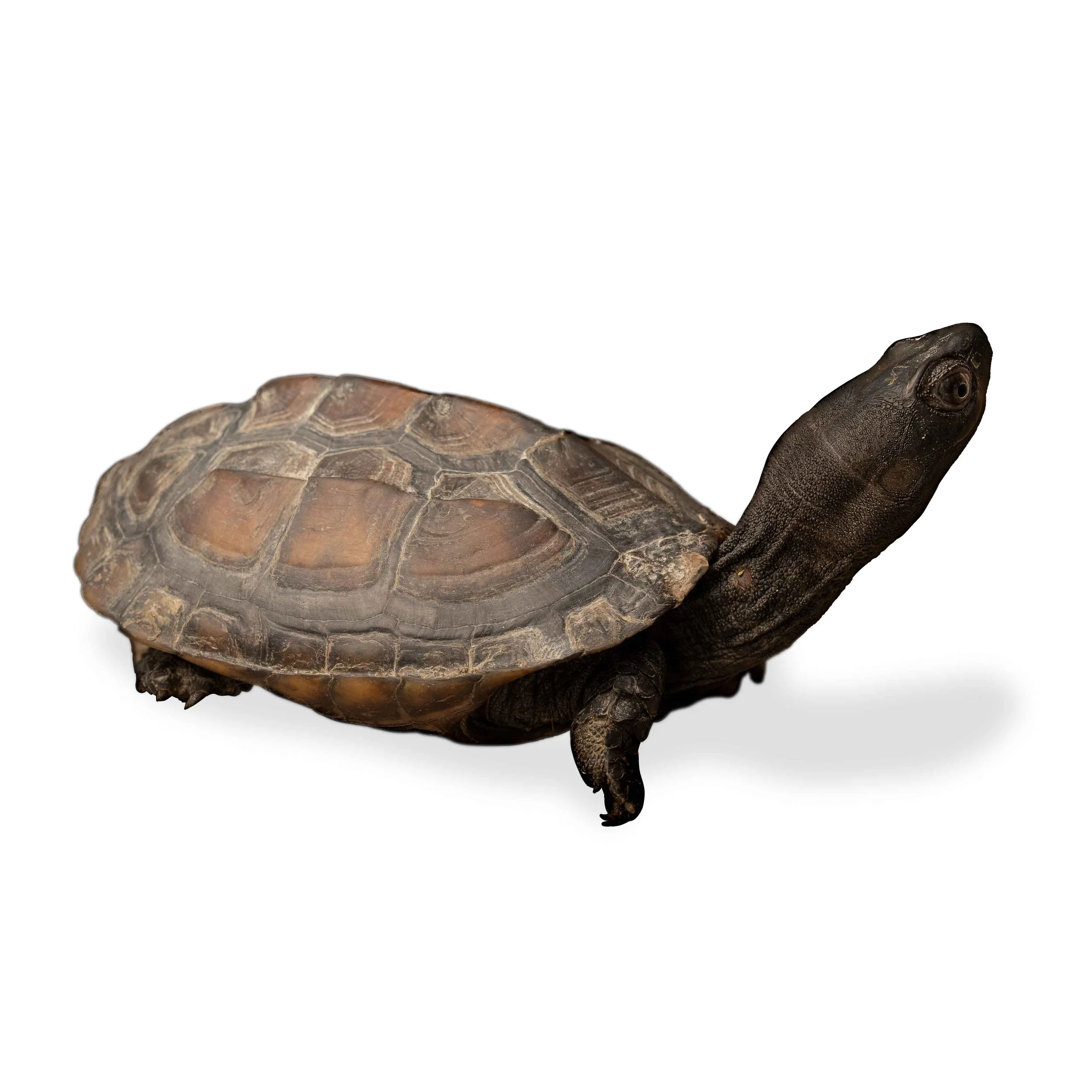 REEVES TERRAPIN