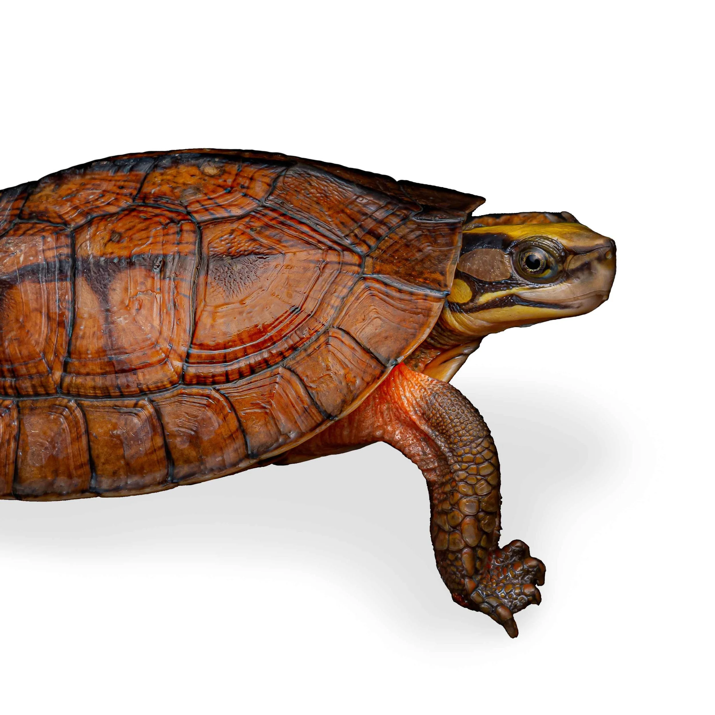 GOLDEN COIN TURTLE