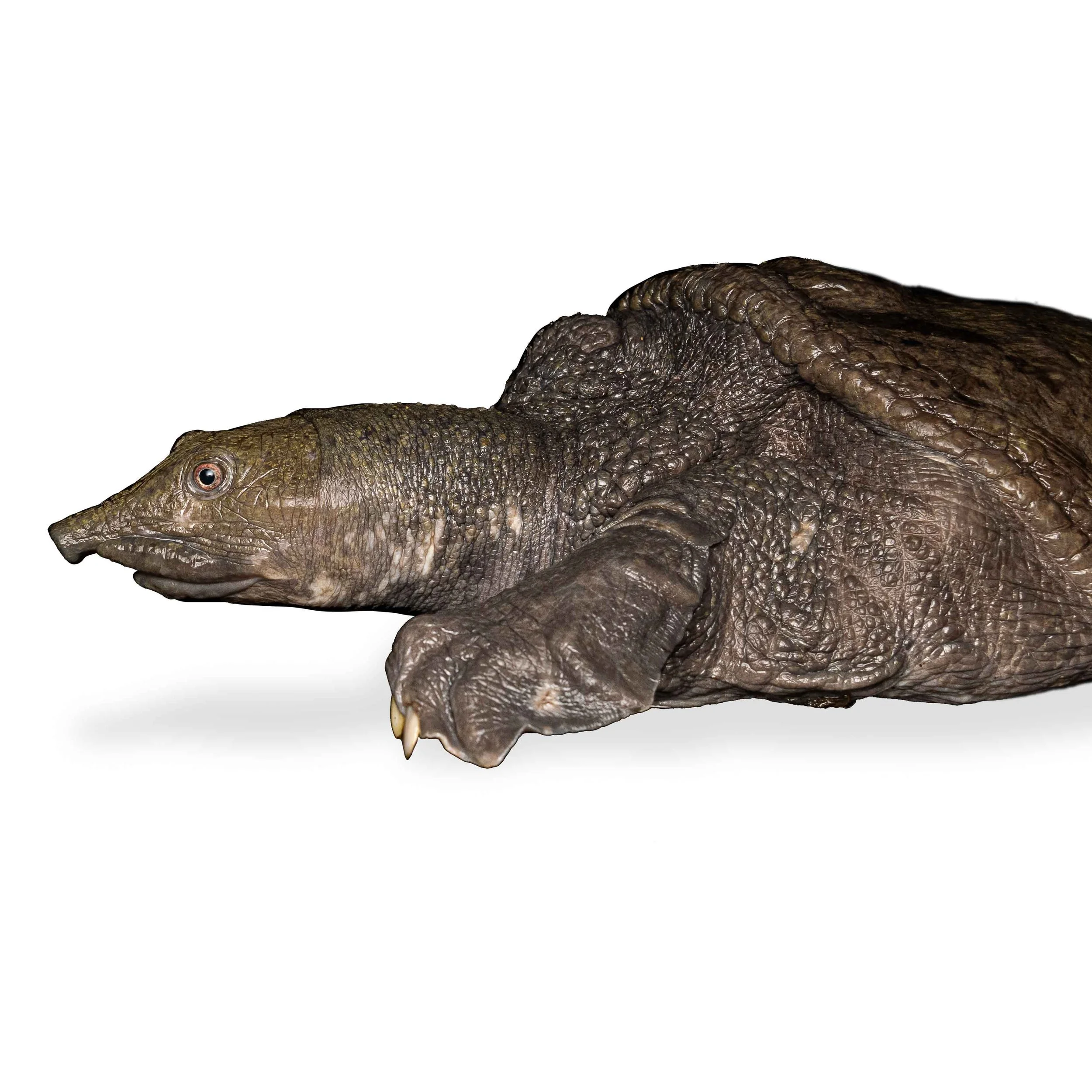 WATTLE-NECKED SOFTSHELL TURTLE