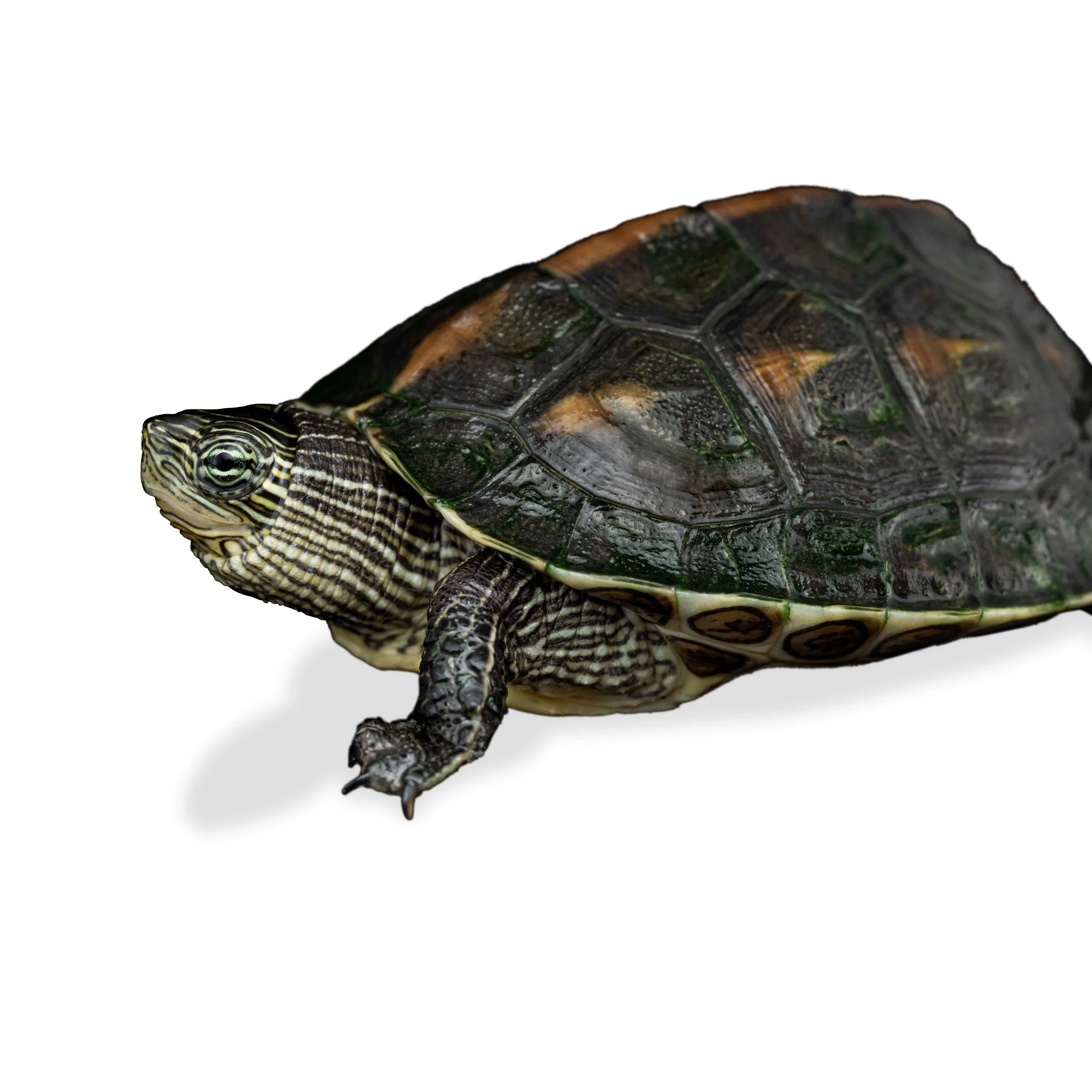 CHINESE STRIPED TERRAPIN