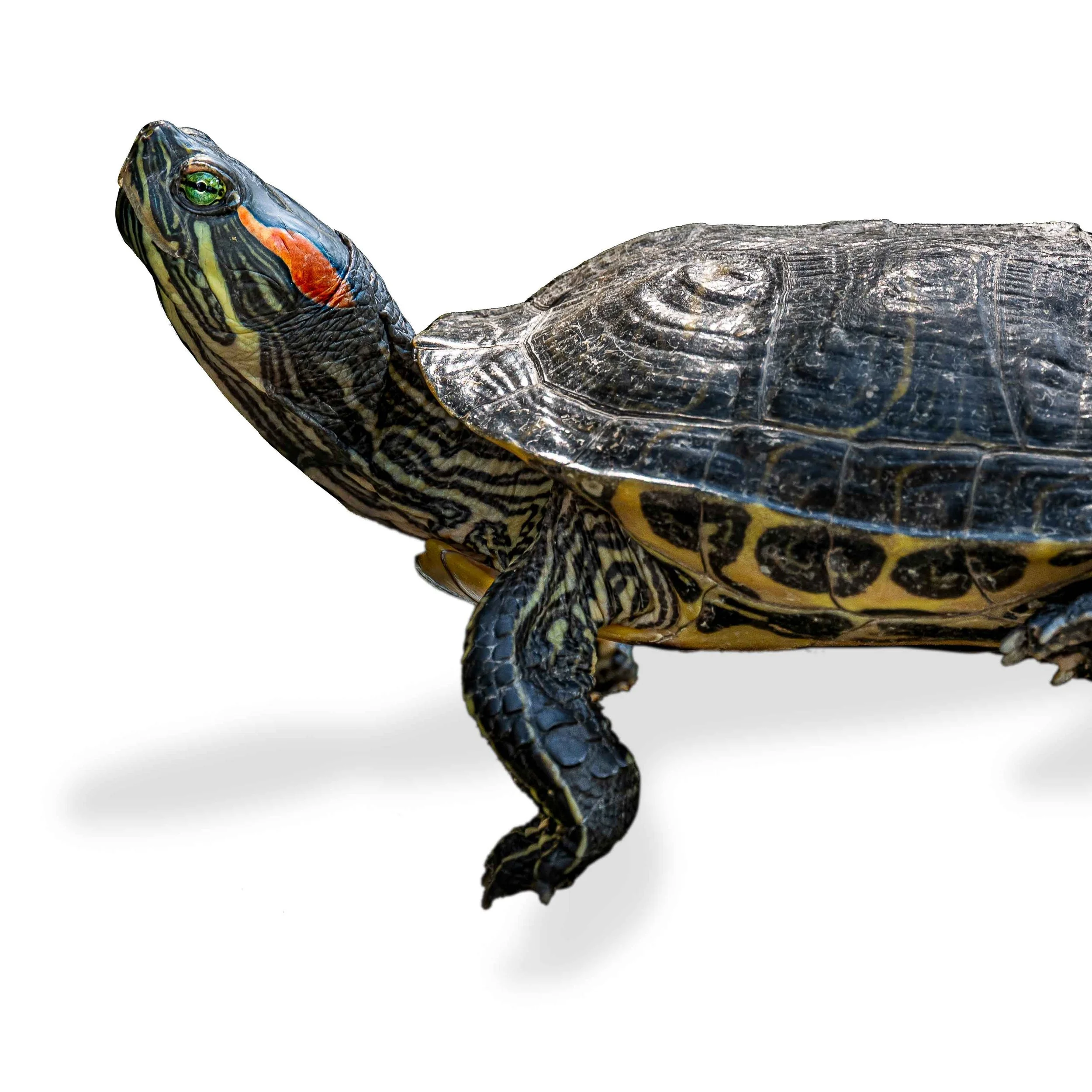 RED-EARED SLIDER
