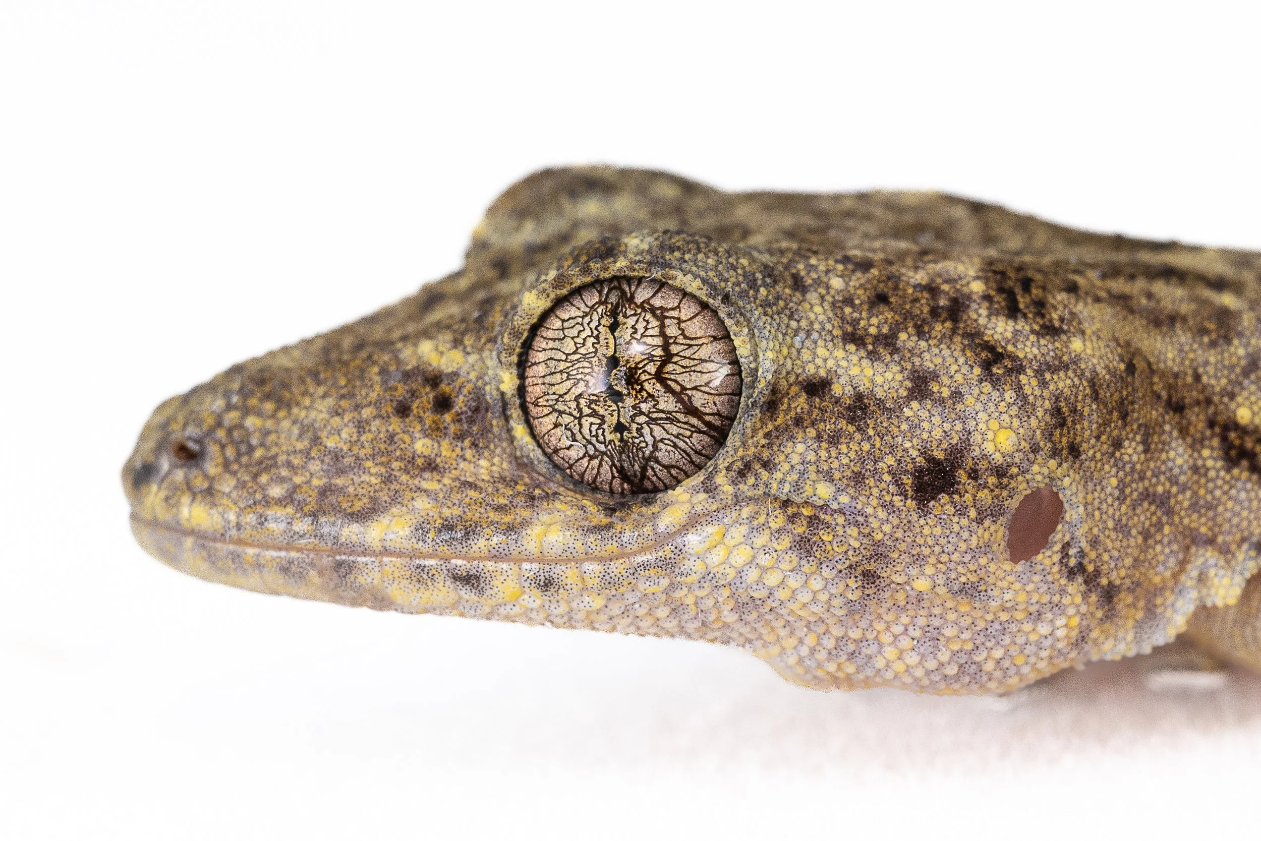 CHINESE GECKO - Gekko chinensis
