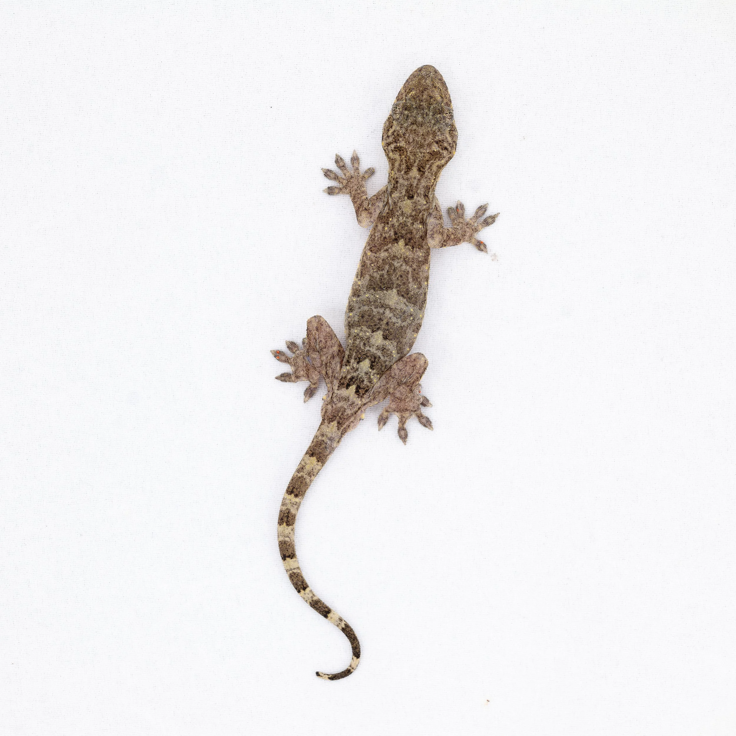 CHINESE GECKO - Gekko chinensis