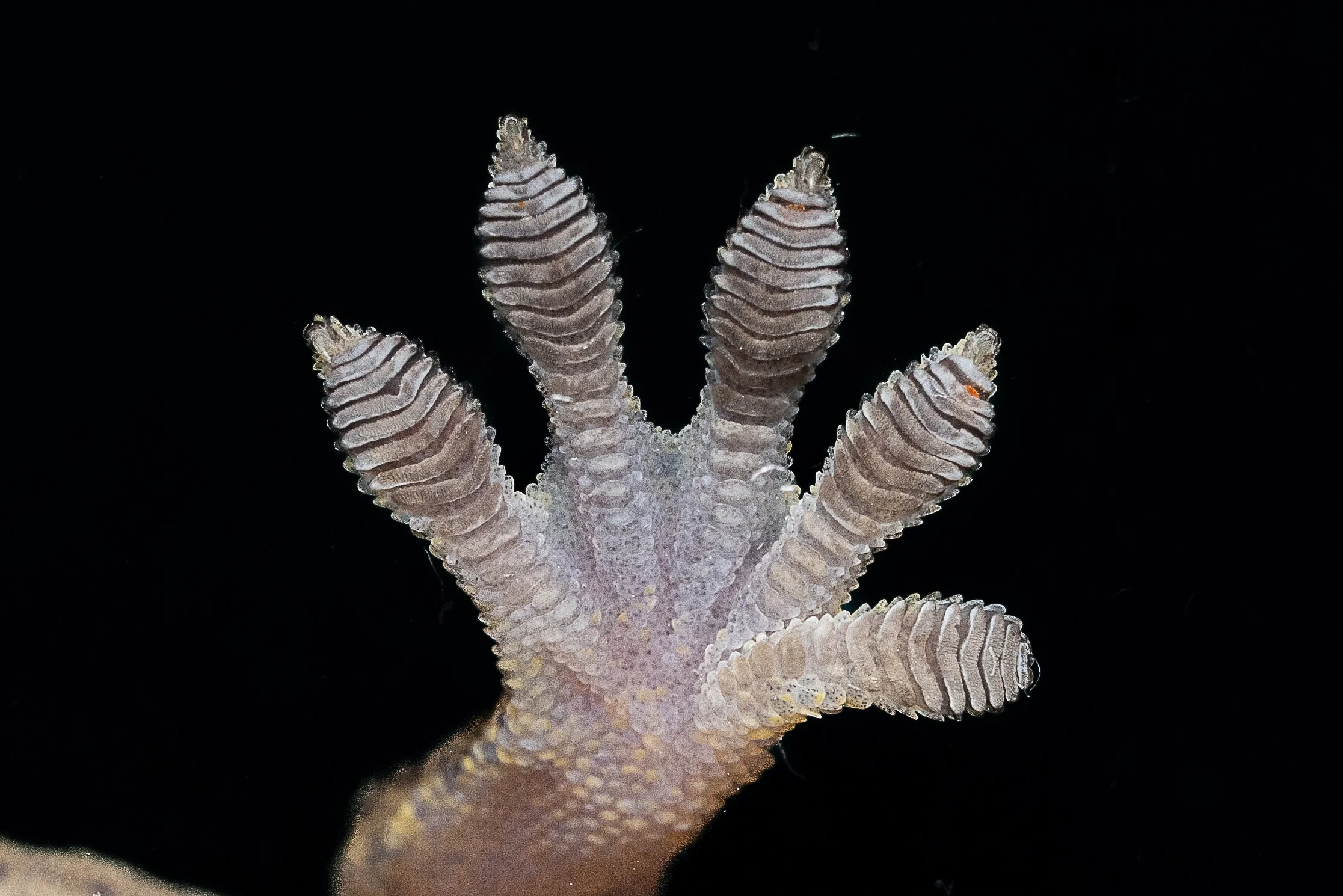 CHINESE GECKO - Gekko chinensis