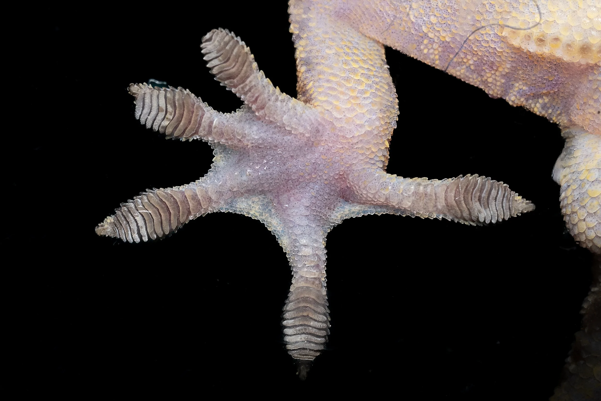 CHINESE GECKO - Gekko chinensis