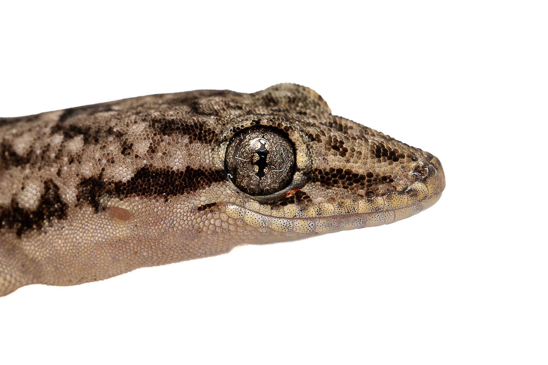 BOWRING'S GECKO - Gekko bowringii