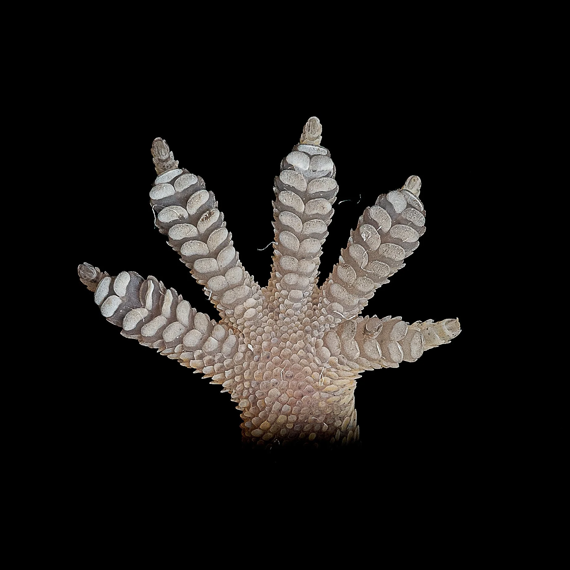BOWRING'S GECKO - Gekko bowringii