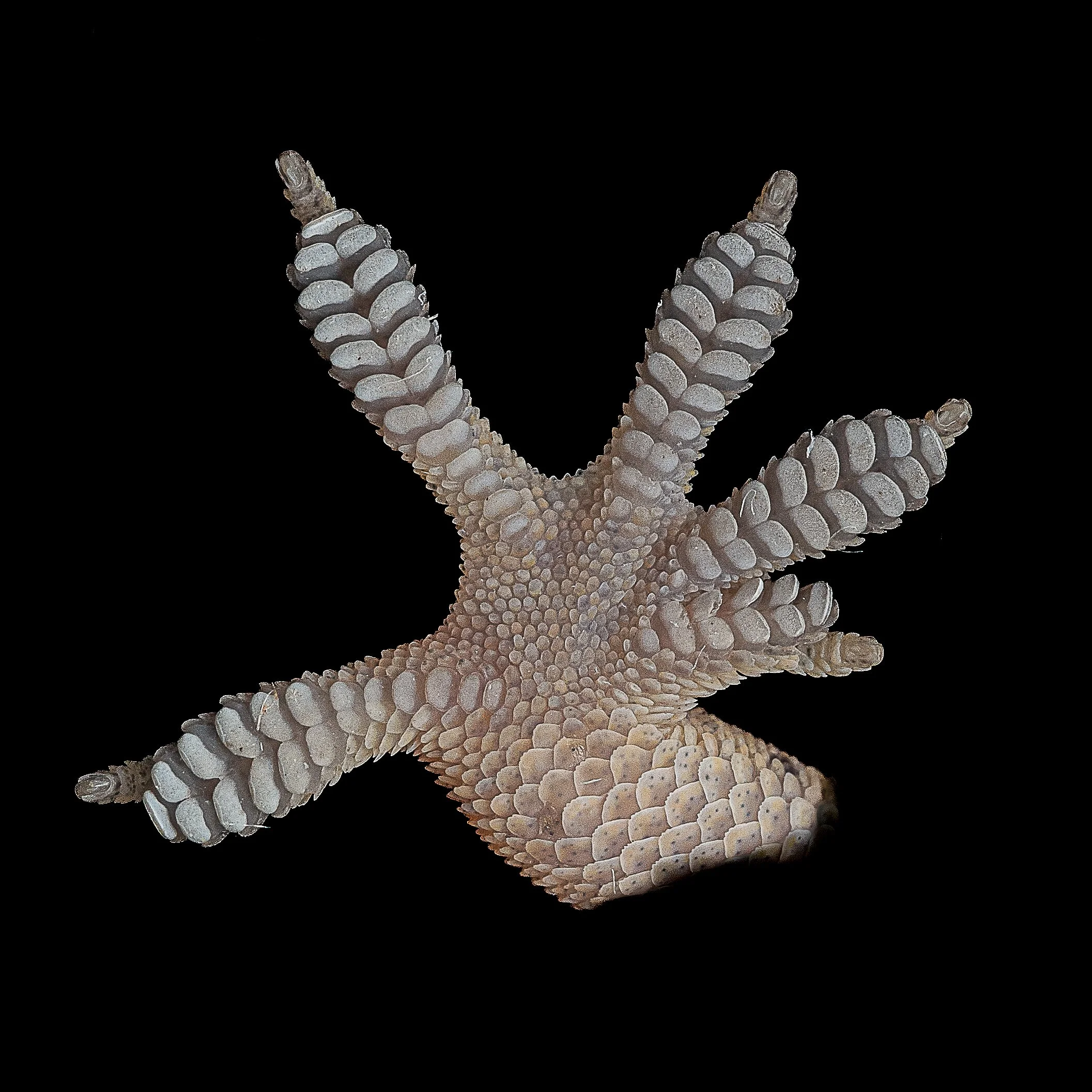 BOWRING'S GECKO - Gekko bowringii