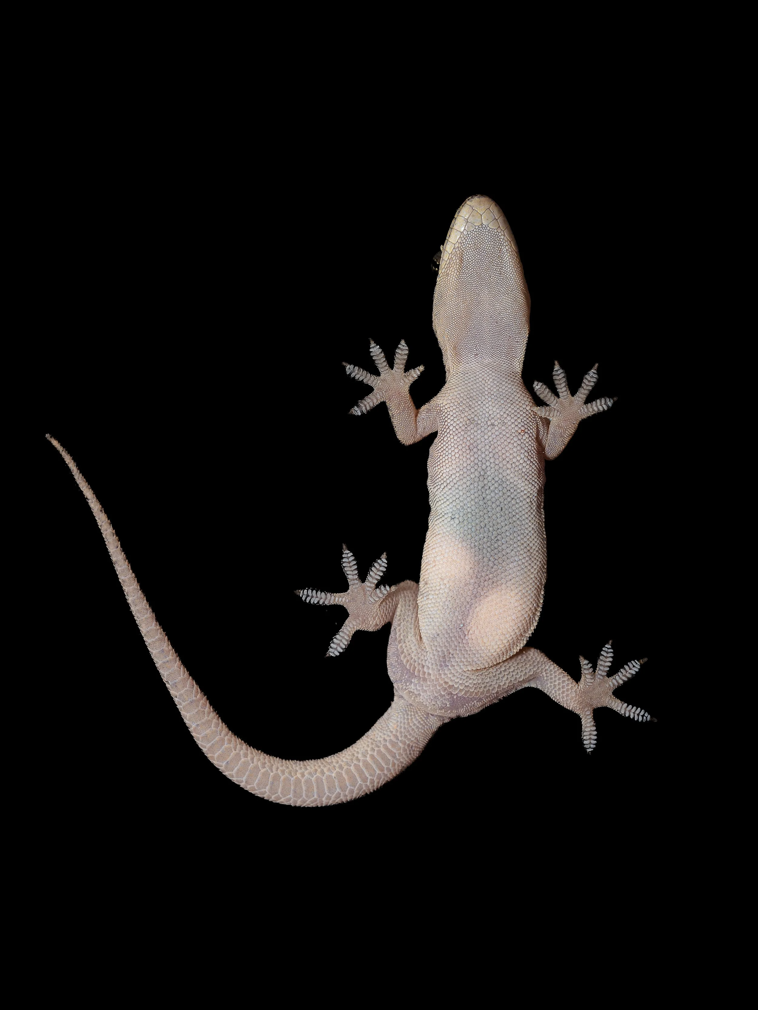 BOWRING'S GECKO - Gekko bowringii