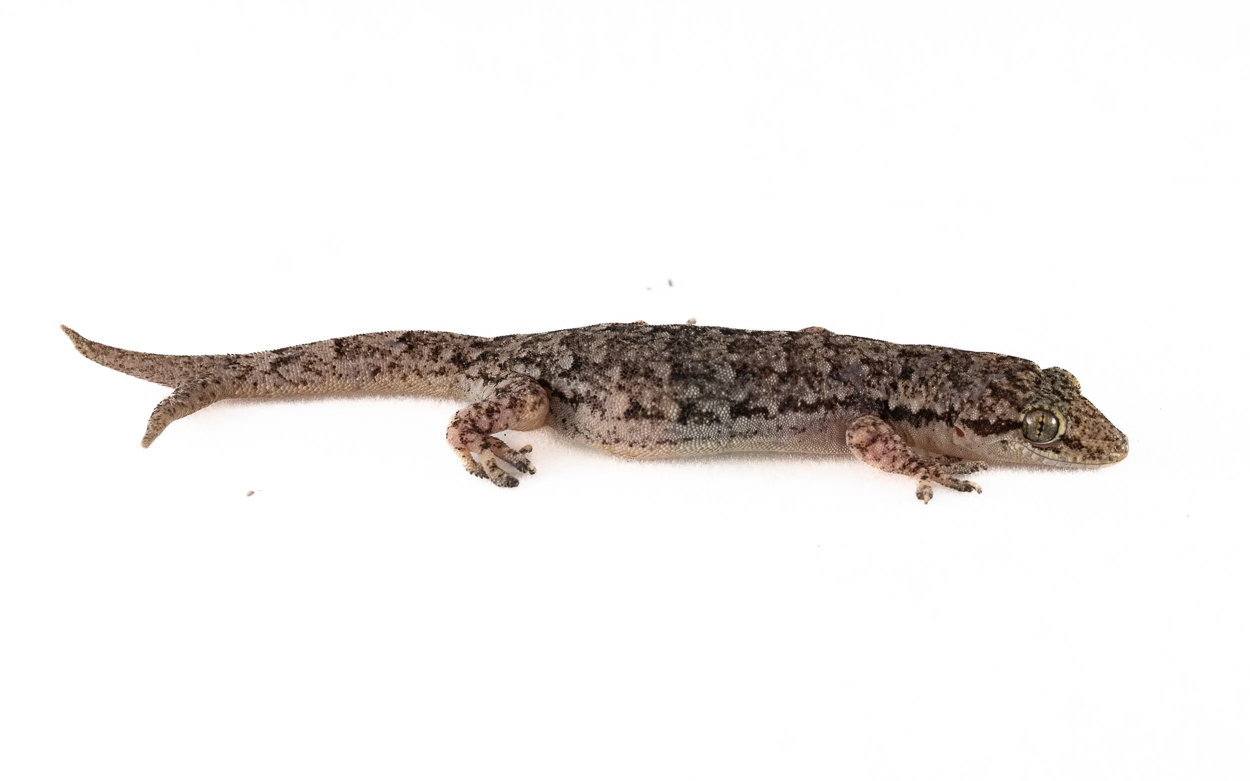BOWRING'S GECKO - Gekko bowringii