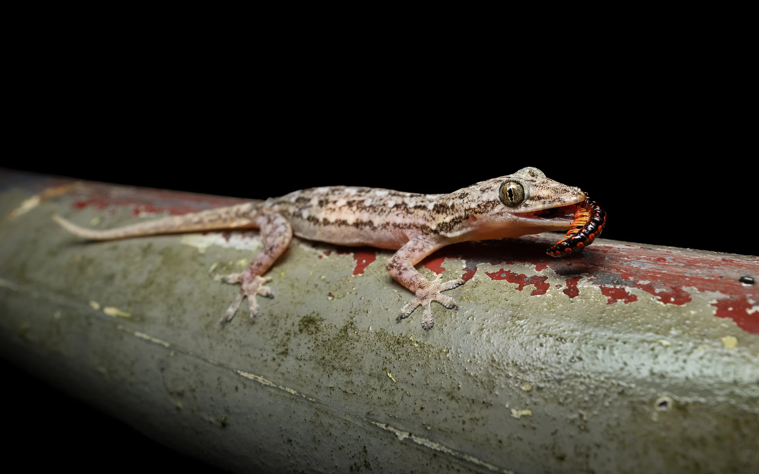 BOWRING'S GECKO - Gekko bowringii