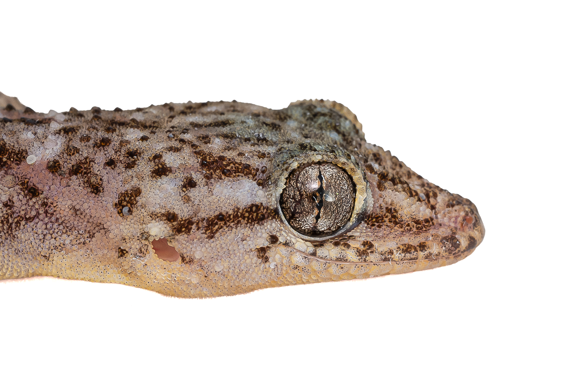 BROOK'S GECKO - Hemidactylus brookii