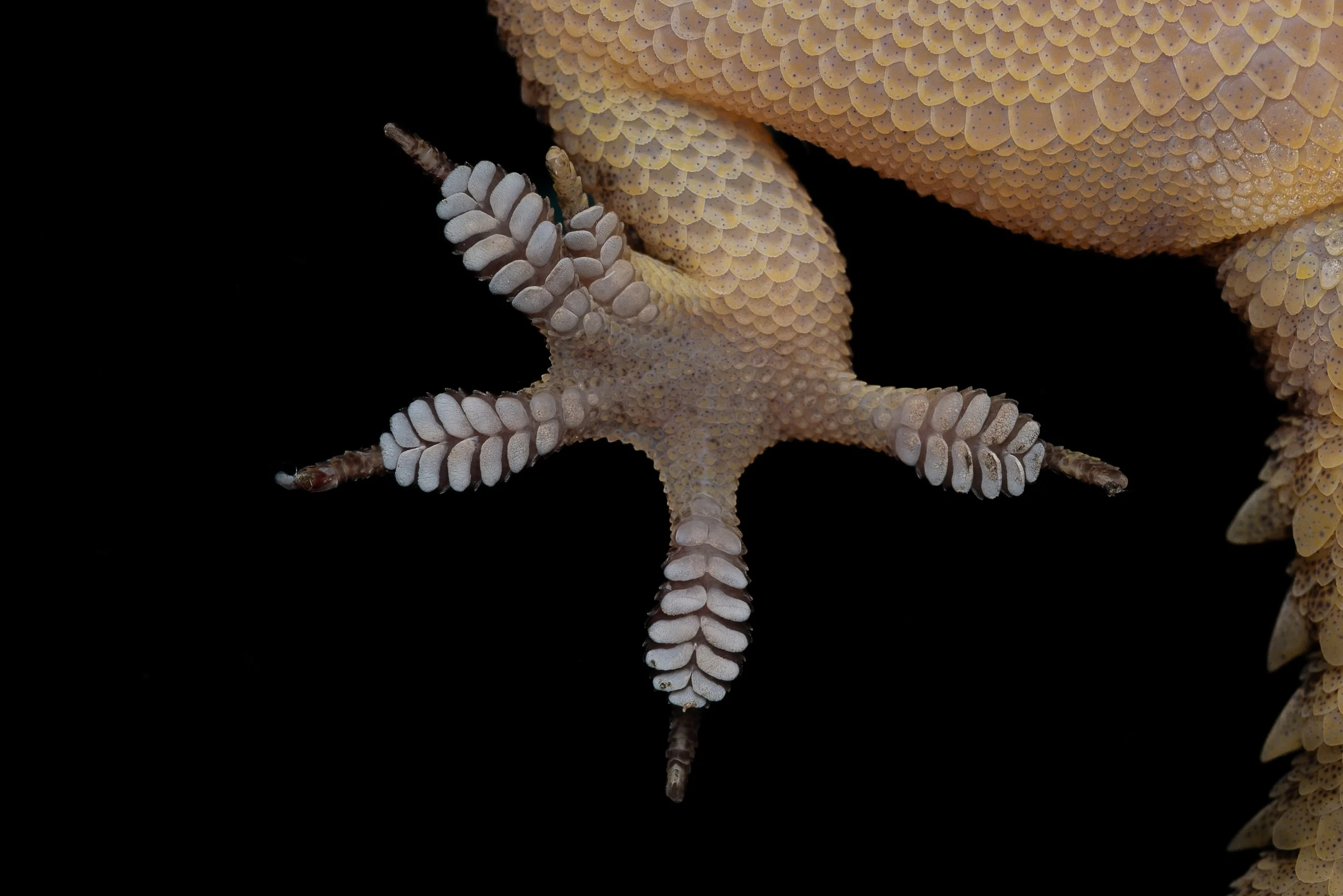 BROOK'S GECKO - Hemidactylus brookii