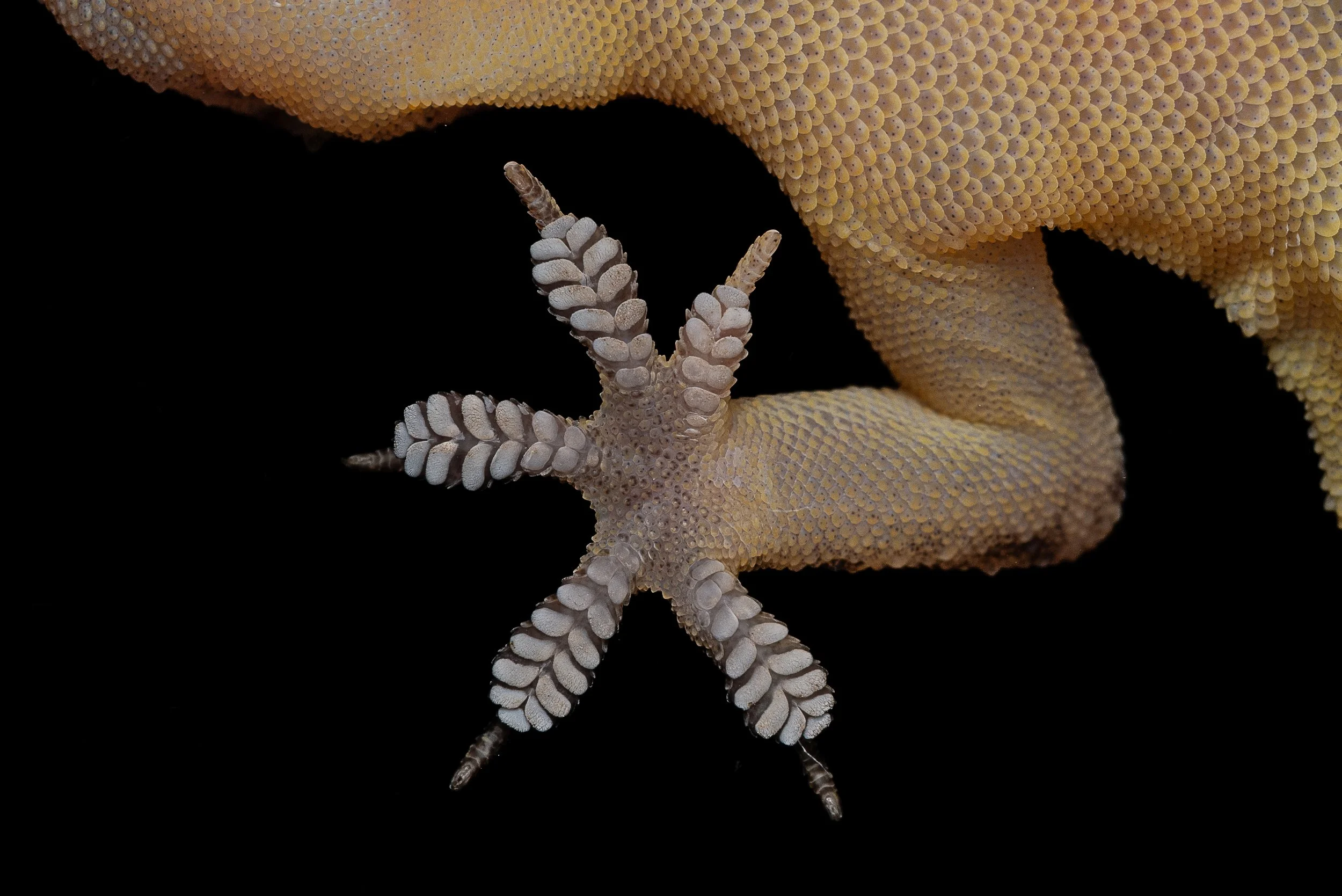 BROOK'S GECKO - Hemidactylus brookii