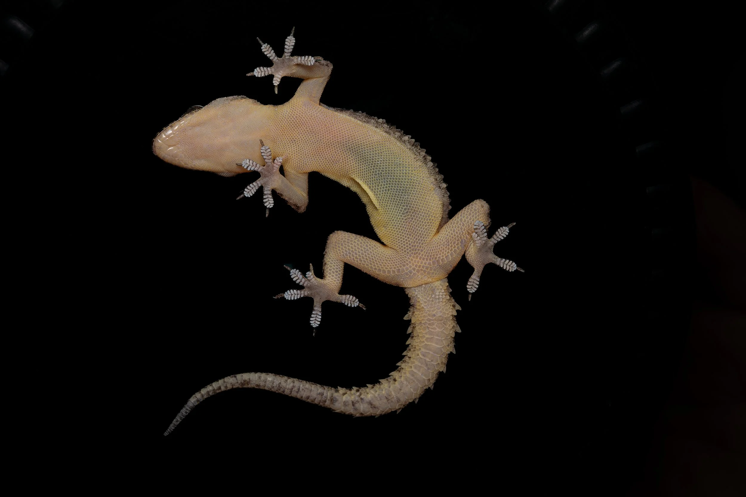 BROOK'S GECKO - Hemidactylus brookii