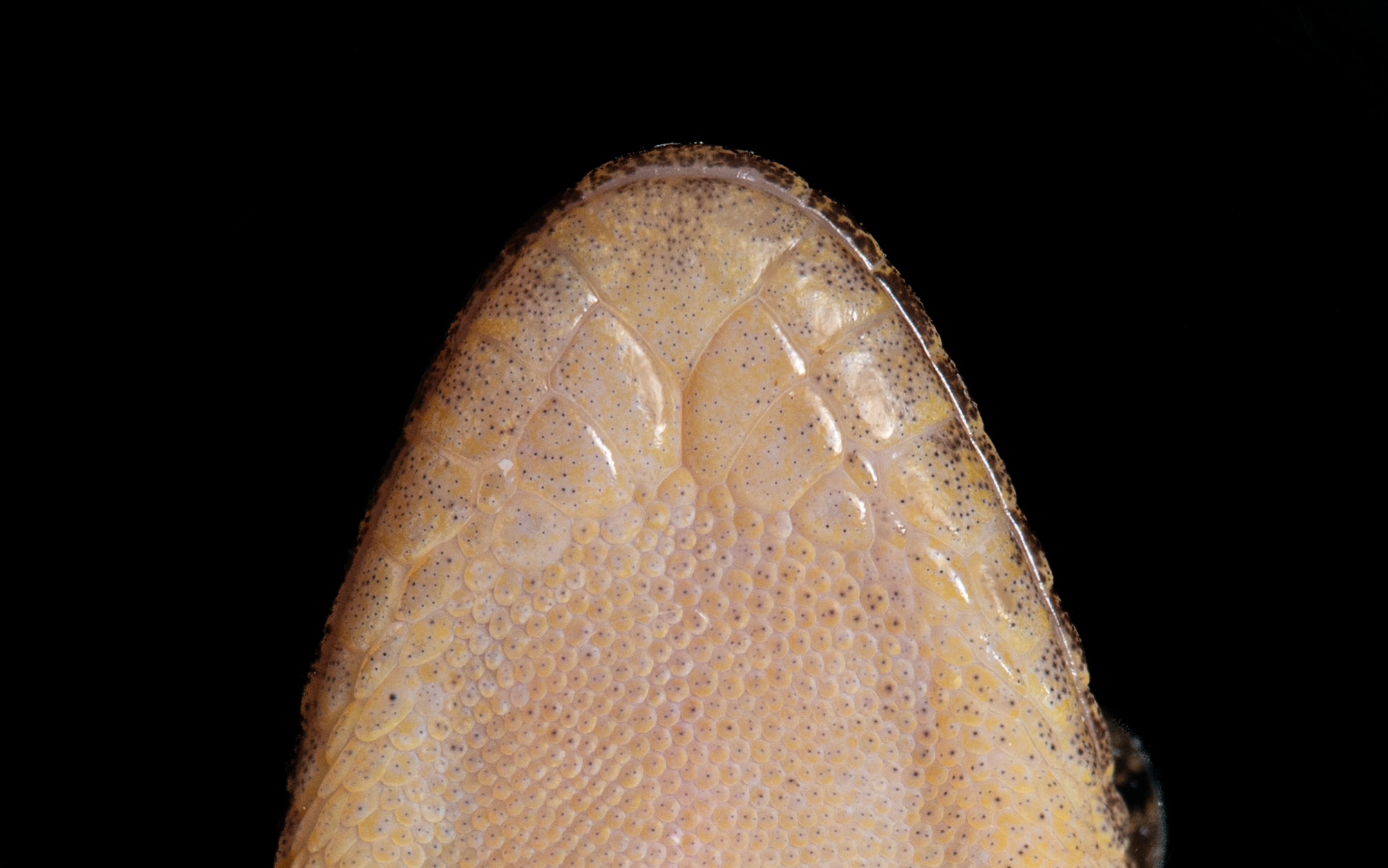 BROOK'S GECKO - Hemidactylus brookii