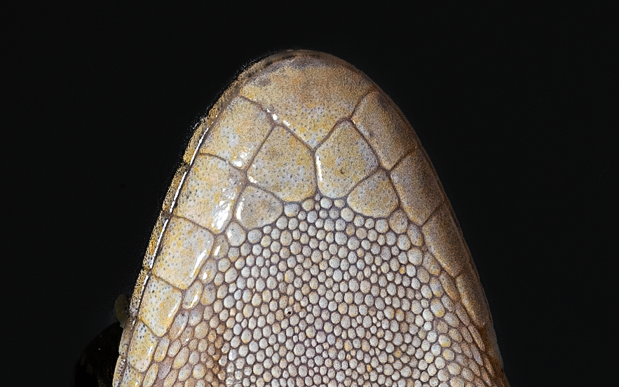 BOWRING'S GECKO - Gekko bowringii