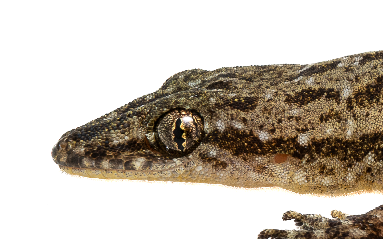 GARNOT'S GECKO - Hemidactylus garnotii