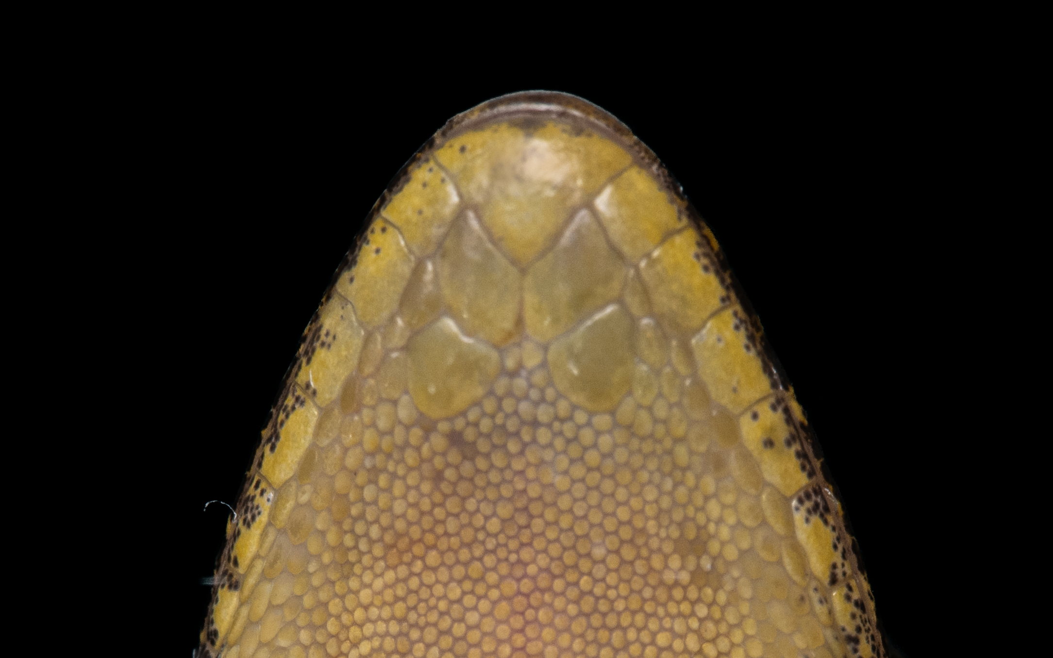 GARNOT'S GECKO - Hemidactylus garnotii