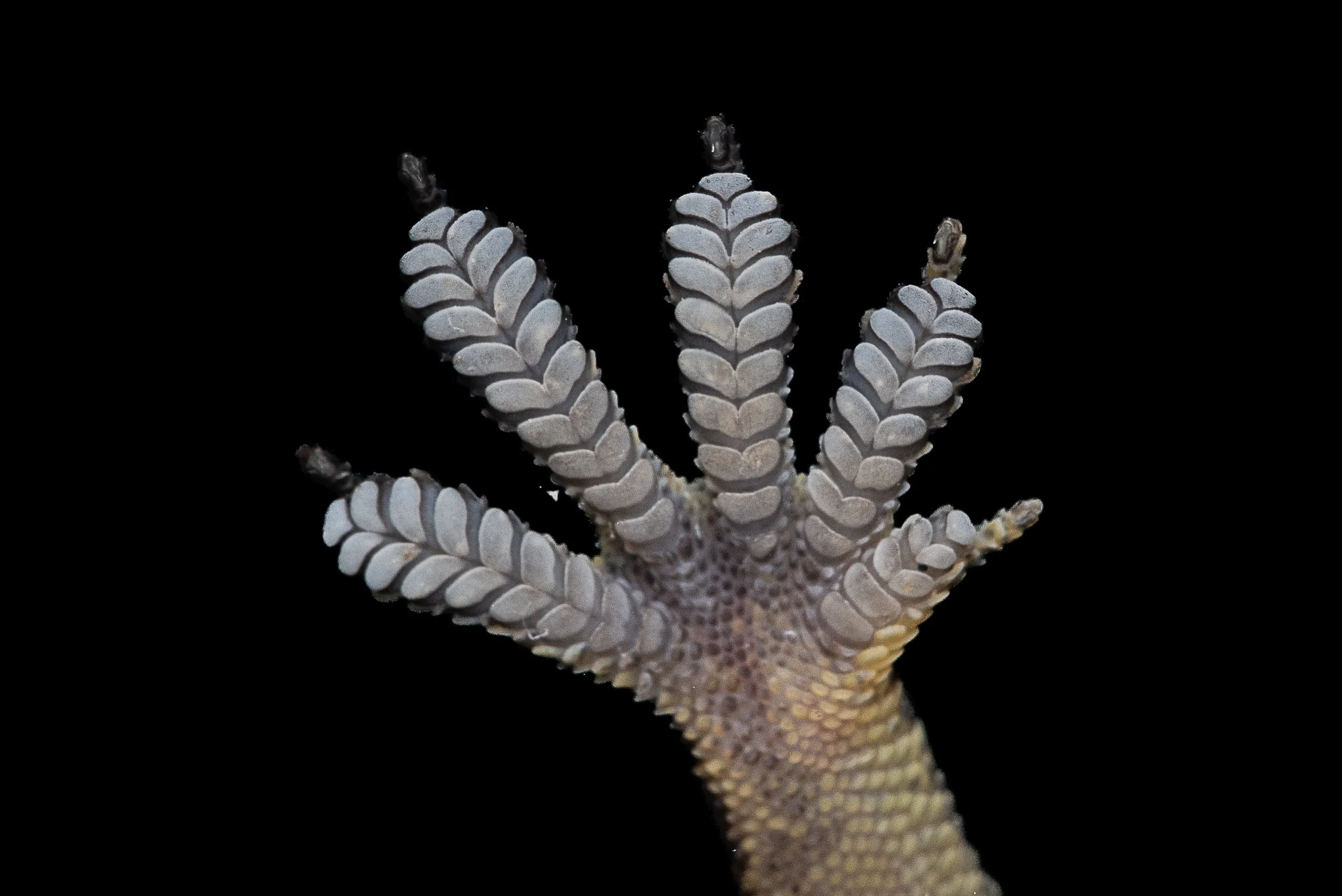 GARNOT'S GECKO - Hemidactylus garnotii