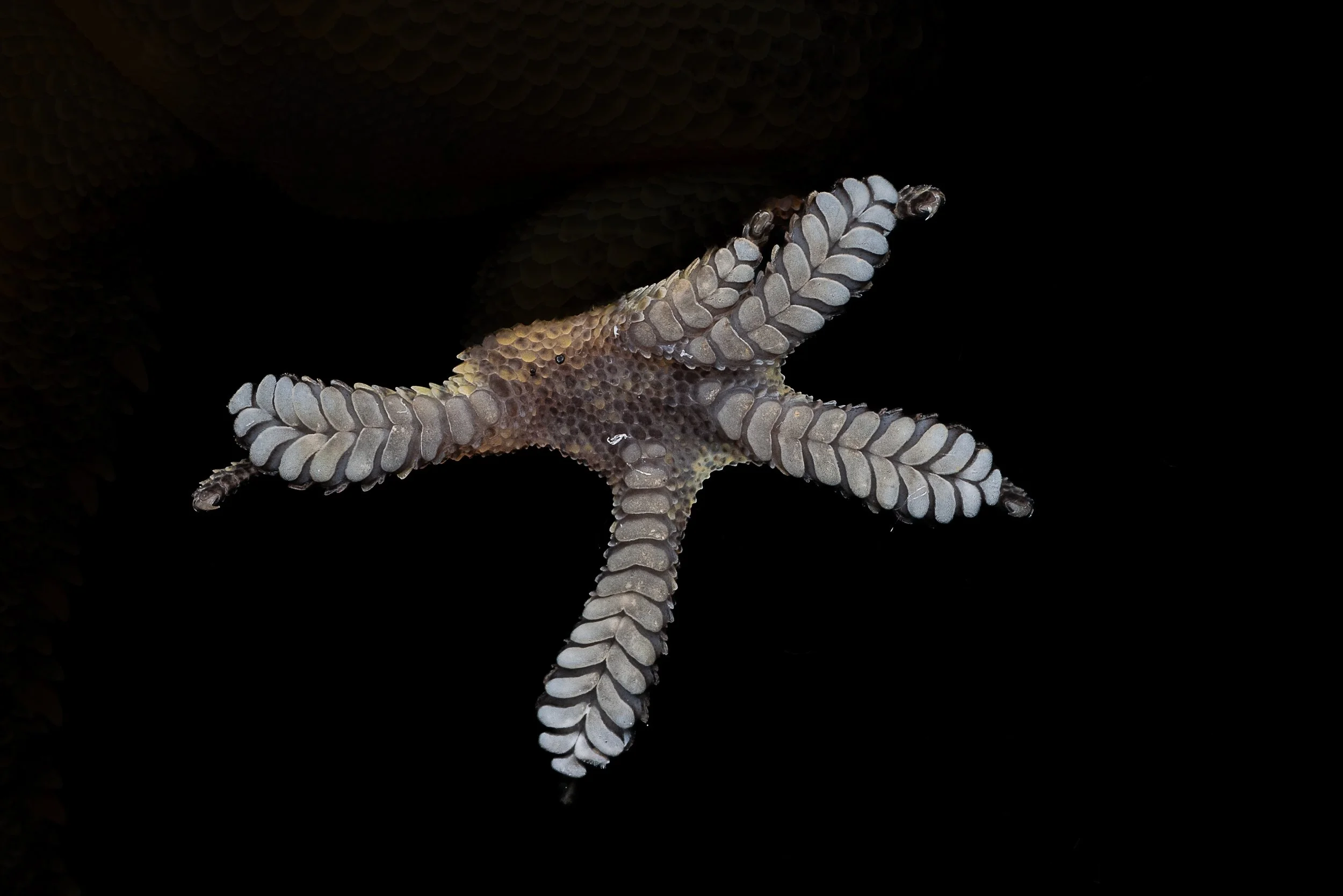 GARNOT'S GECKO - Hemidactylus garnotii