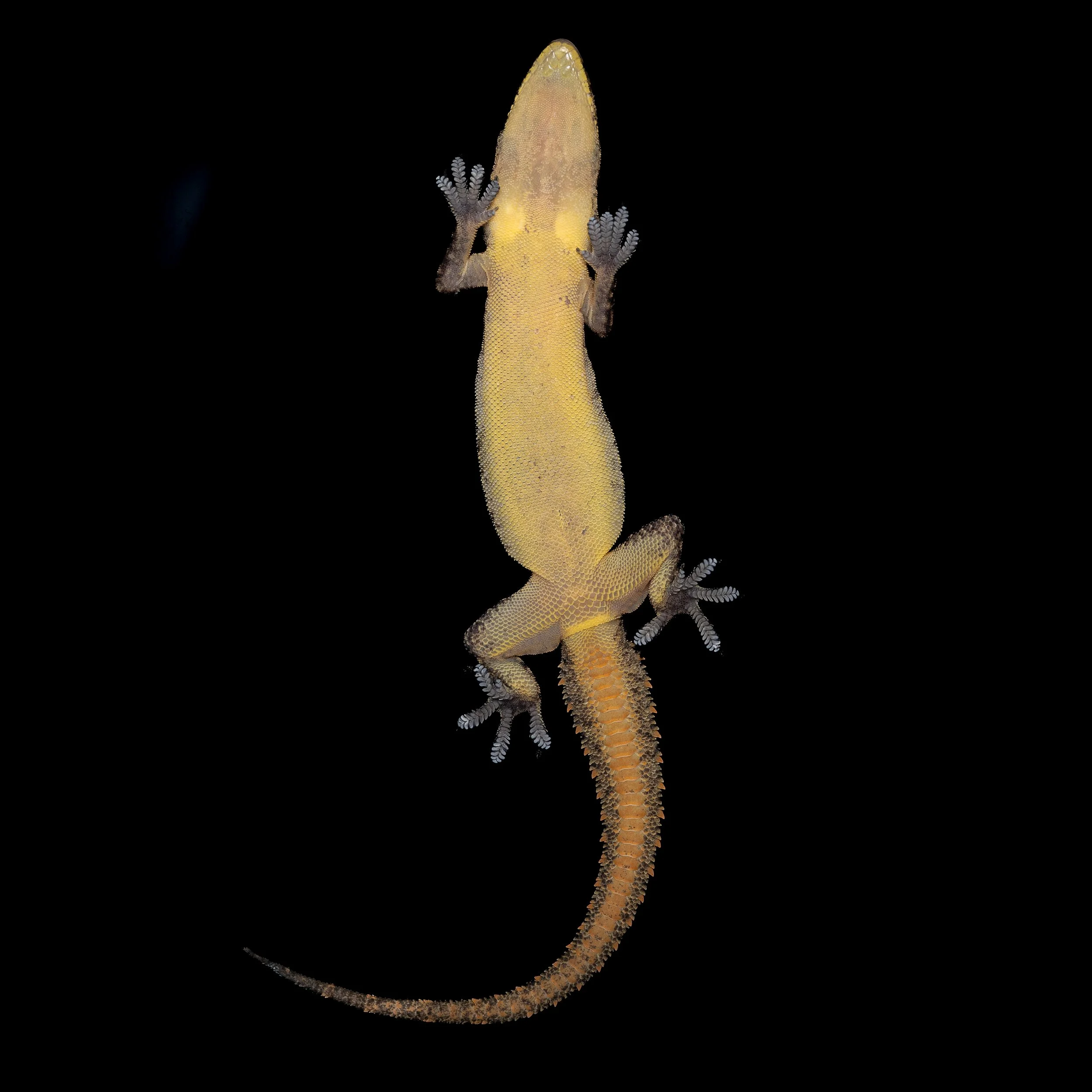 GARNOT'S GECKO - Hemidactylus garnotii