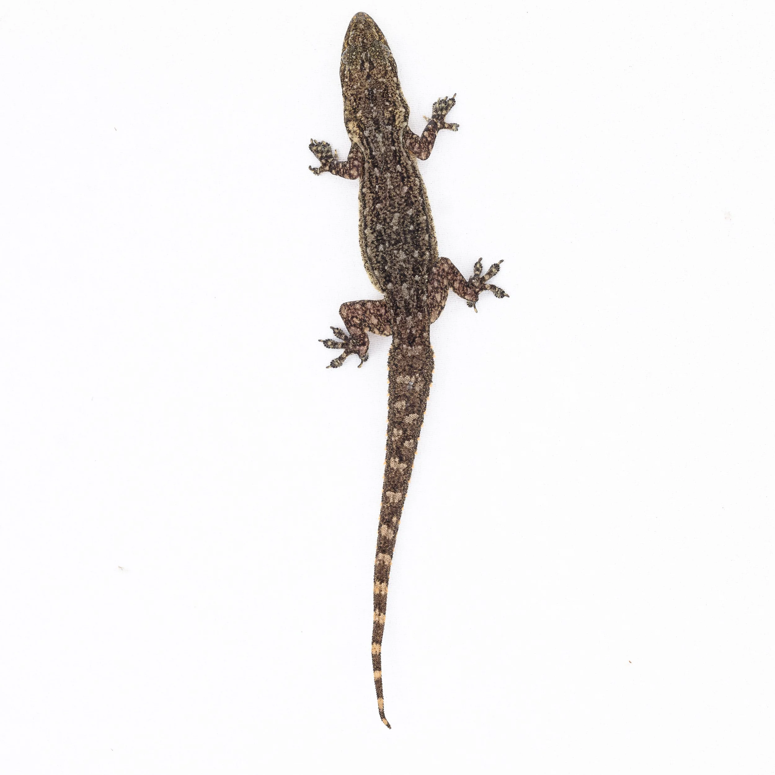 GARNOT'S GECKO - Hemidactylus garnotii