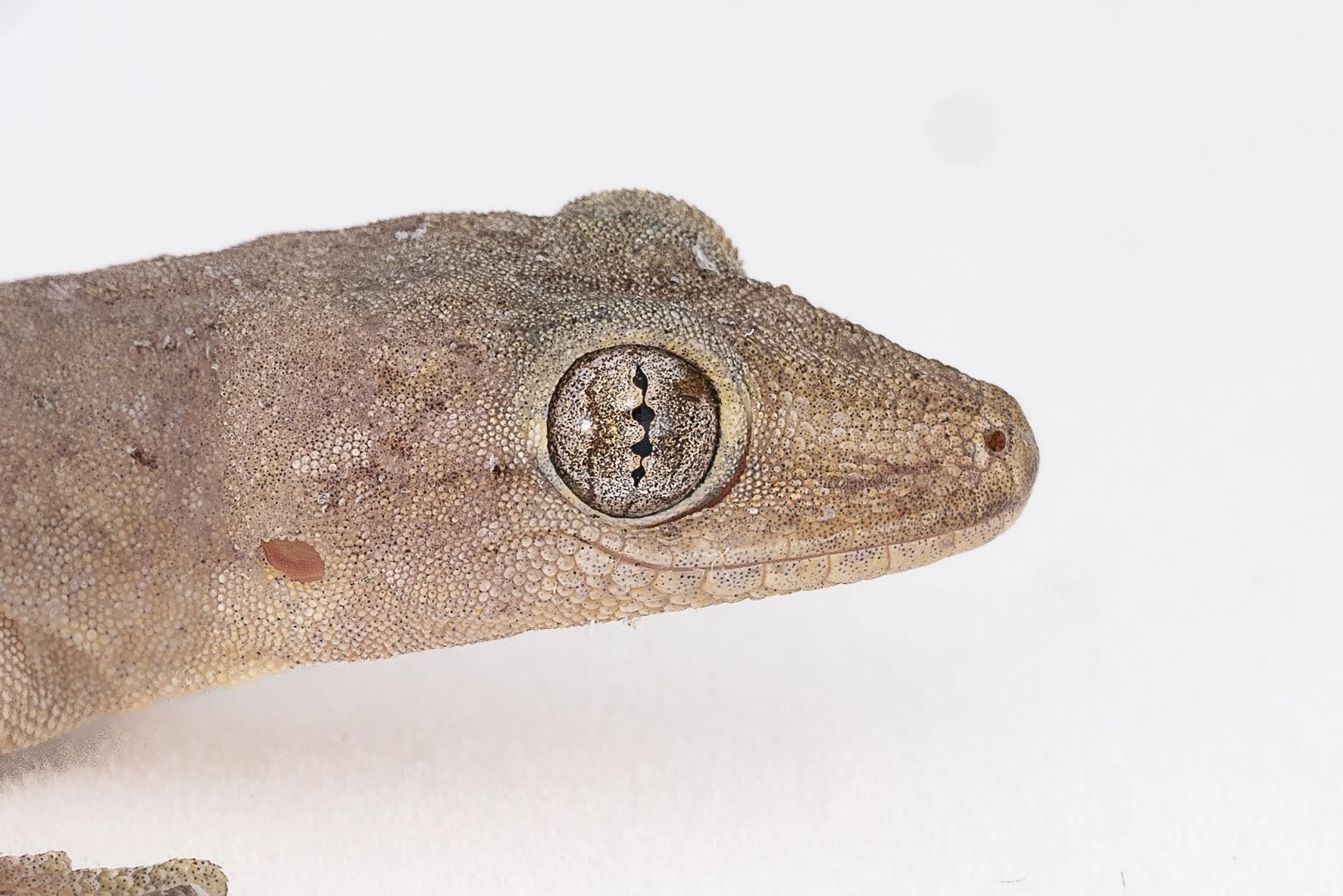 HOUSE GECKO - Hemidactylus frenatus