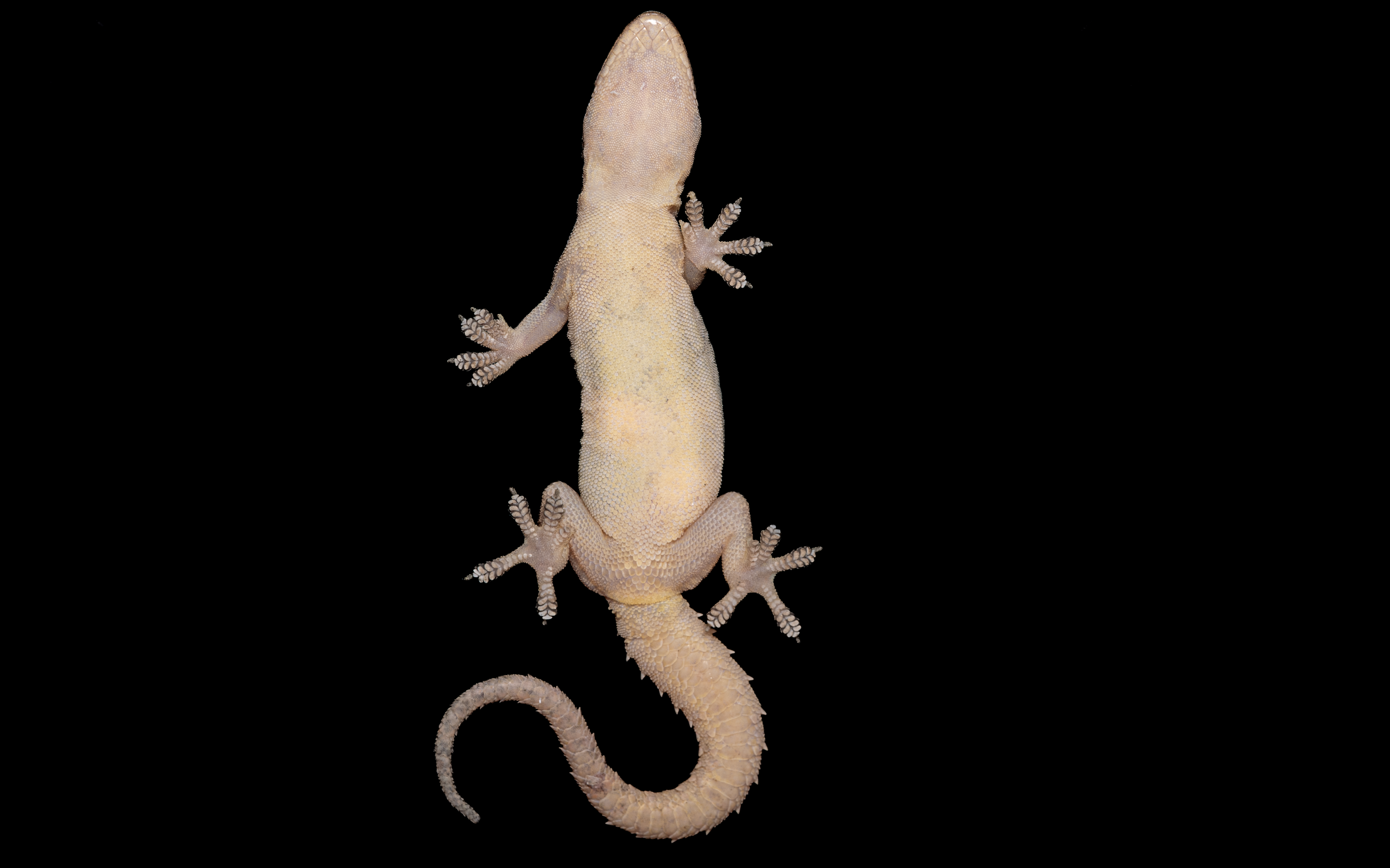 HOUSE GECKO - Hemidactylus frenatus