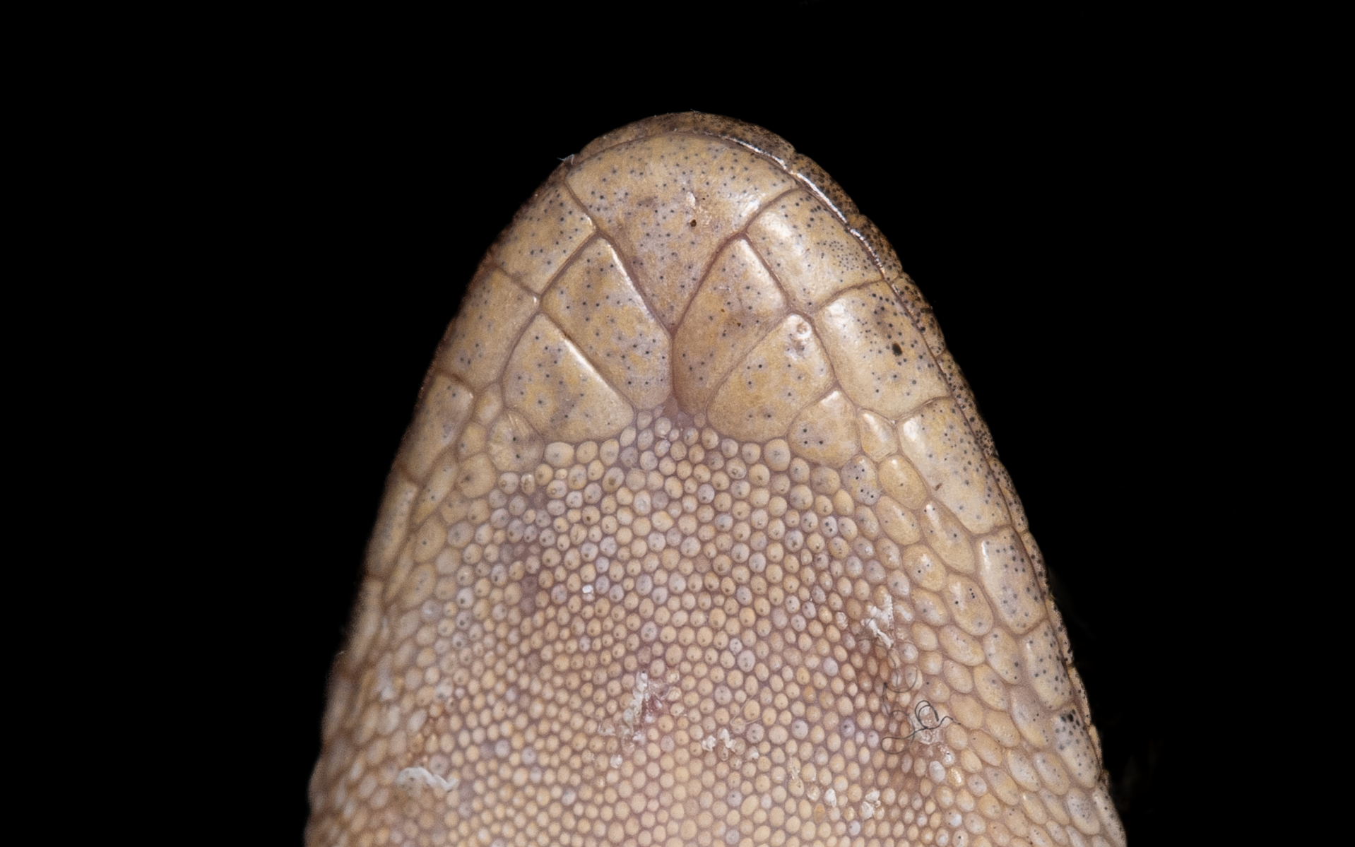 HOUSE GECKO - Hemidactylus frenatus