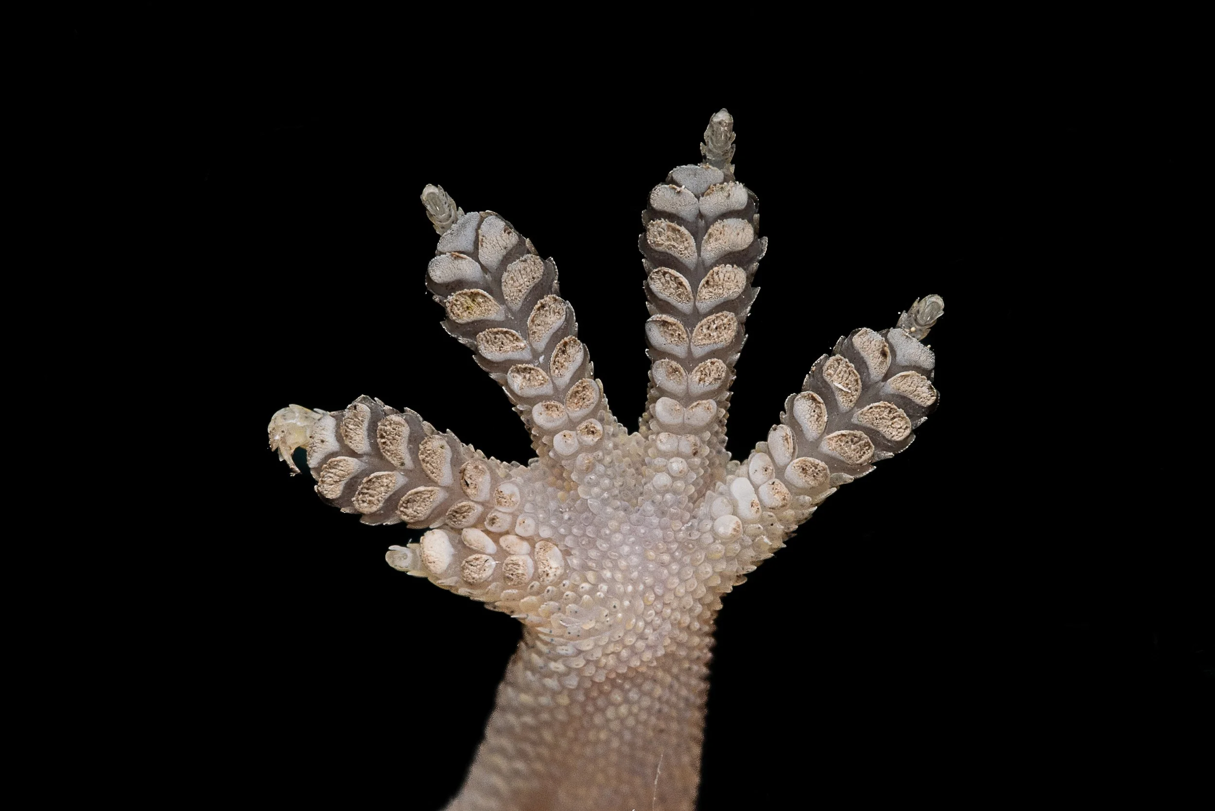 HOUSE GECKO - Hemidactylus frenatus