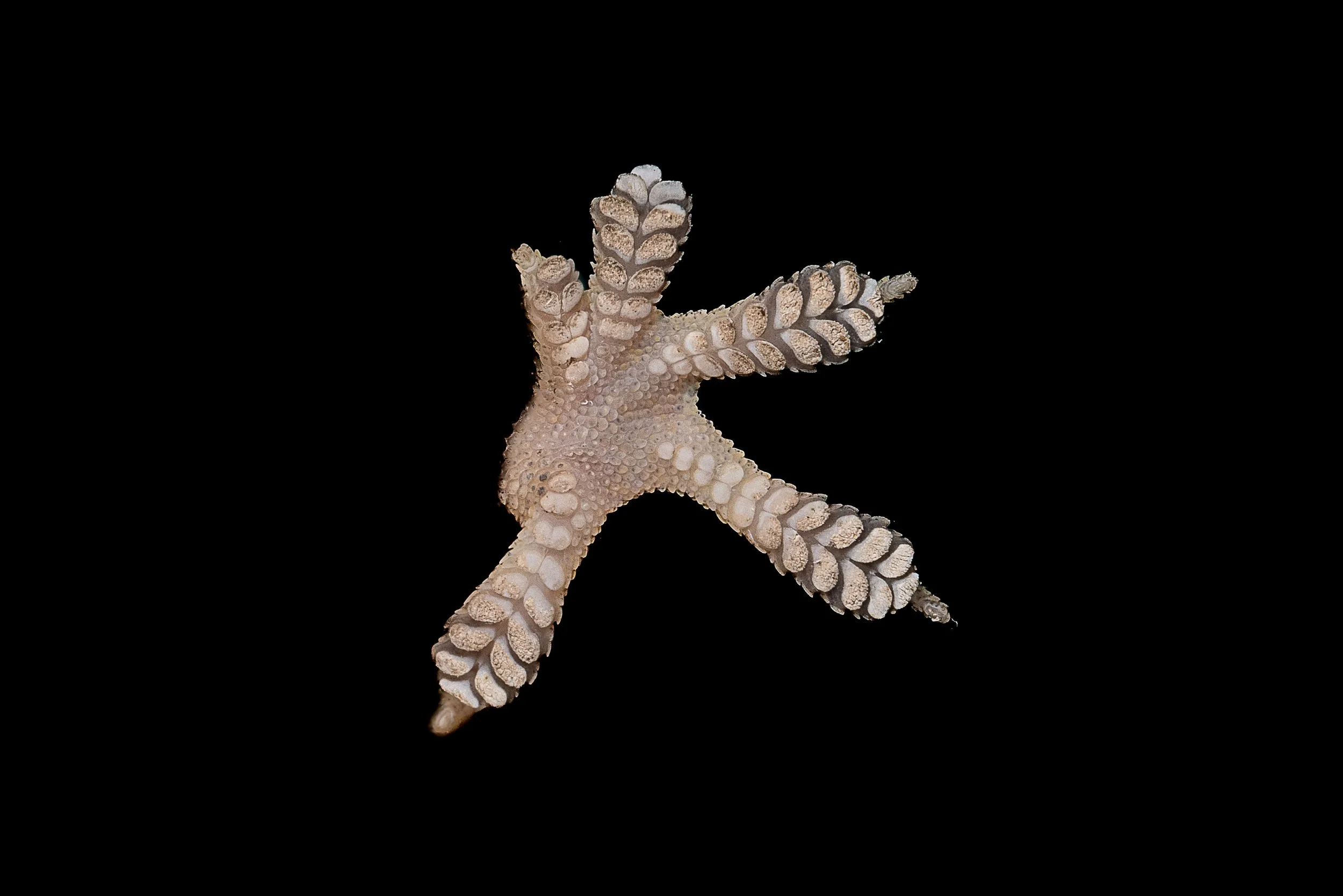 HOUSE GECKO - Hemidactylus frenatus