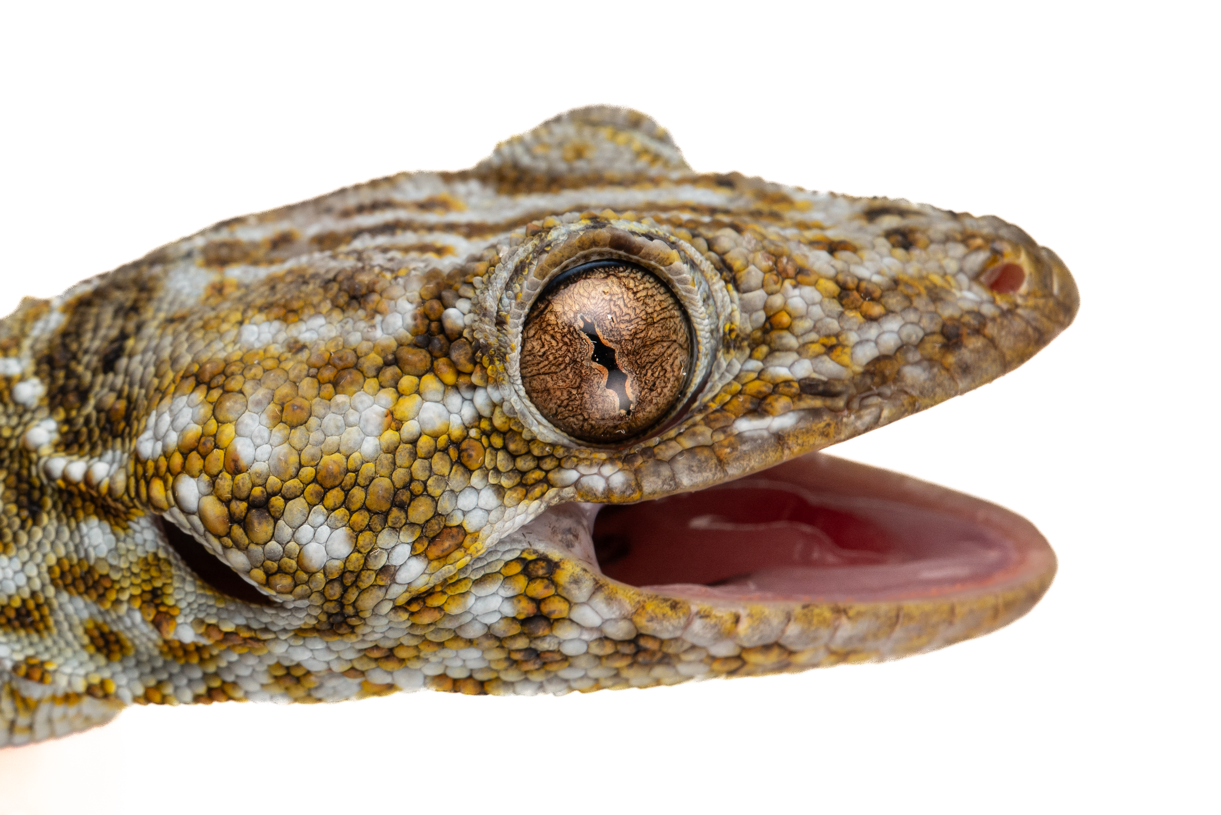TOKAY GECKO - Gekko geko - GEkko reevesi